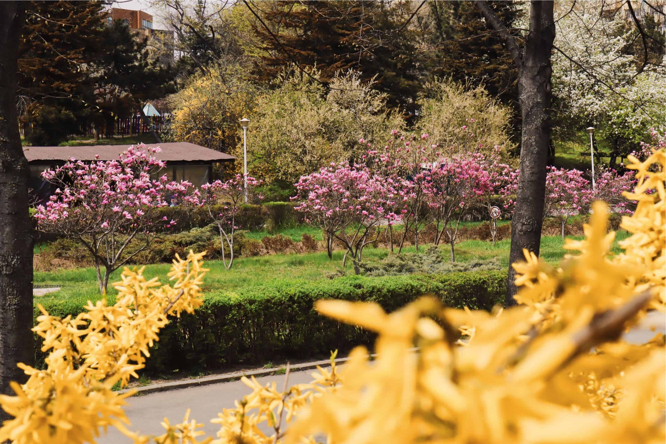 unde sunt cele mai frumoase magnolii din Bucuresti