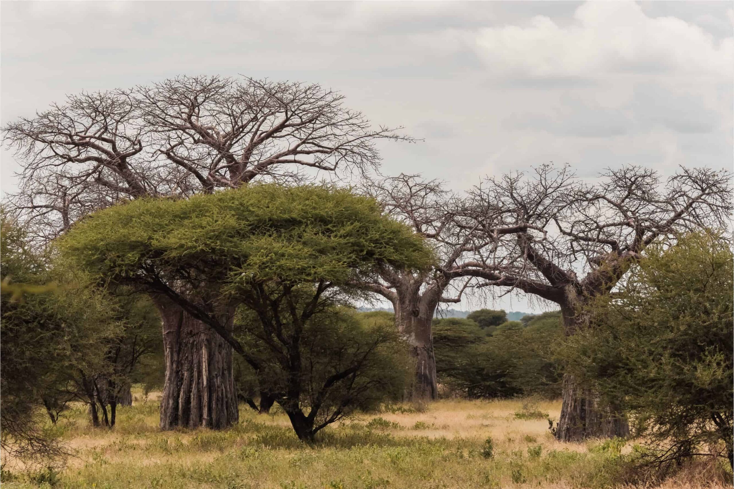 things to know before safari in Tanzania