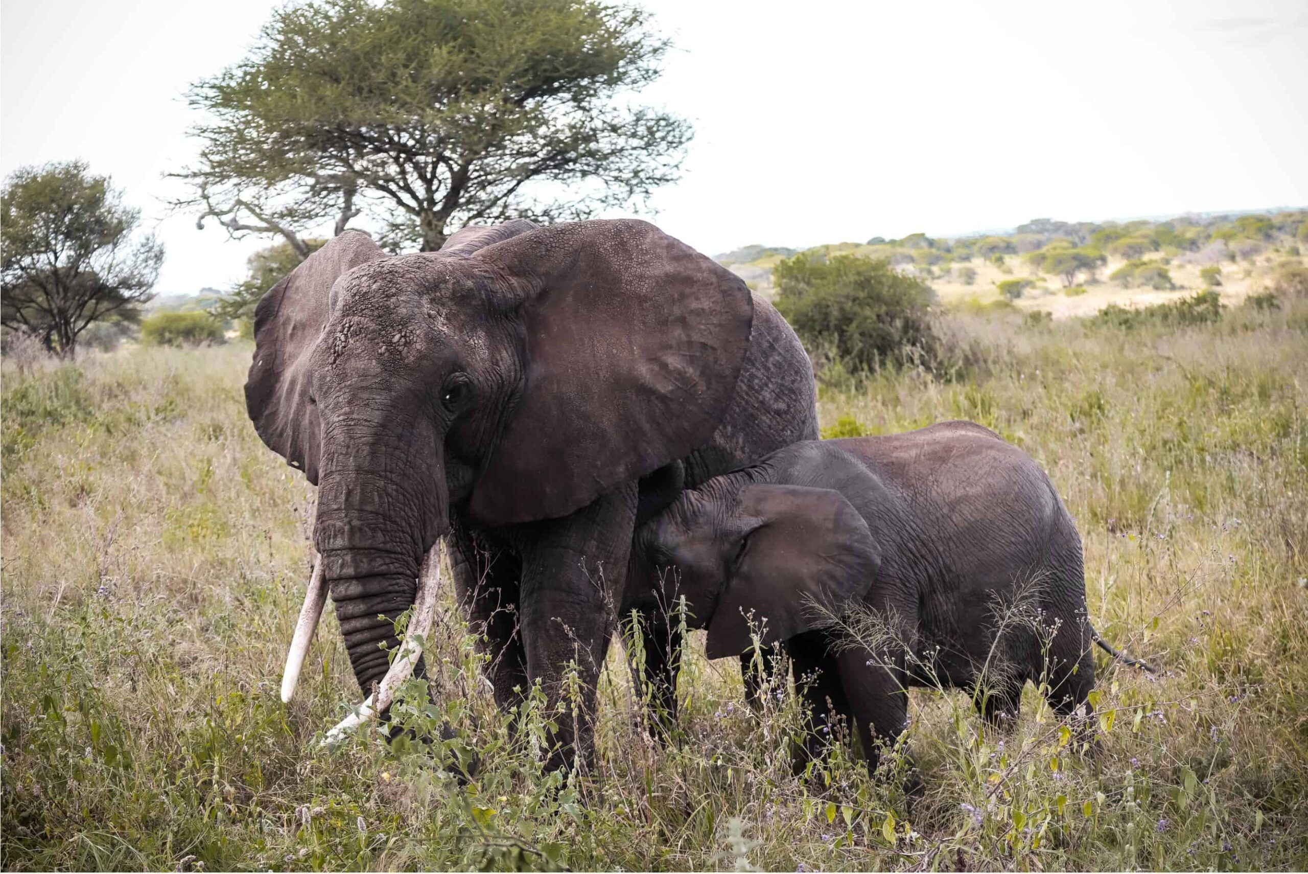 elephants in Tarangire - things to know before going on a safari in Tanzania