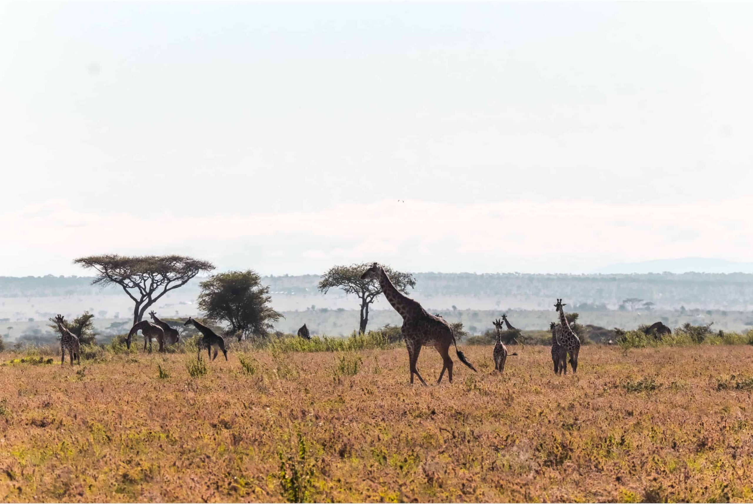 things to know before going on a safari in Tanzania
