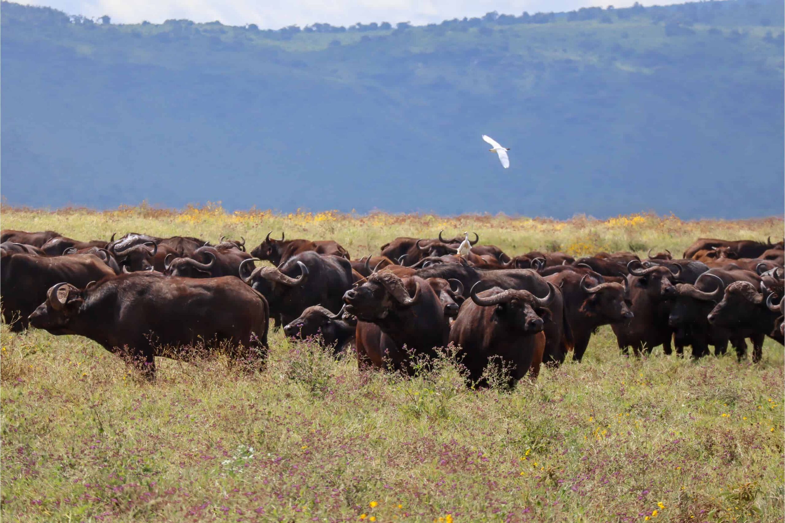 things to know before going on a safari in Tanzania