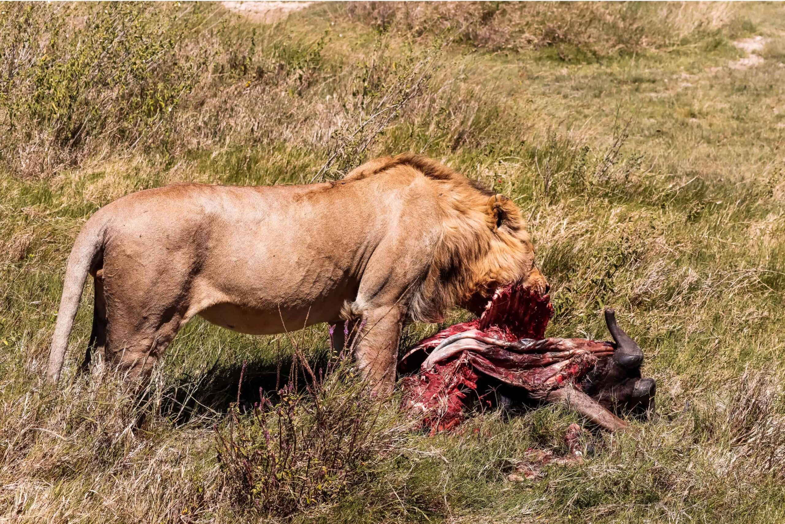 lion eating in Serengeti - things to know before safari in Tanzania