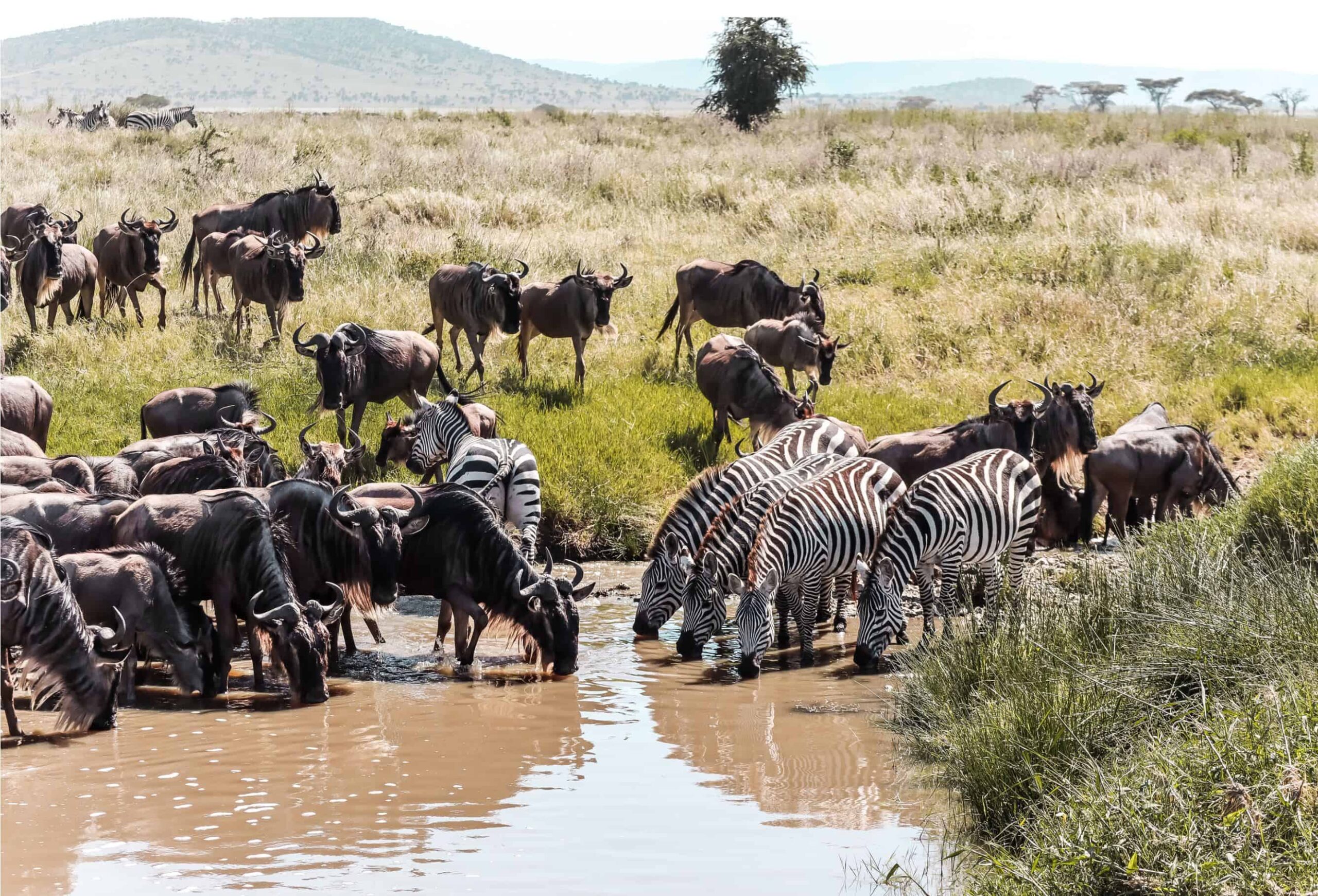 things to know before safari in Tanzania