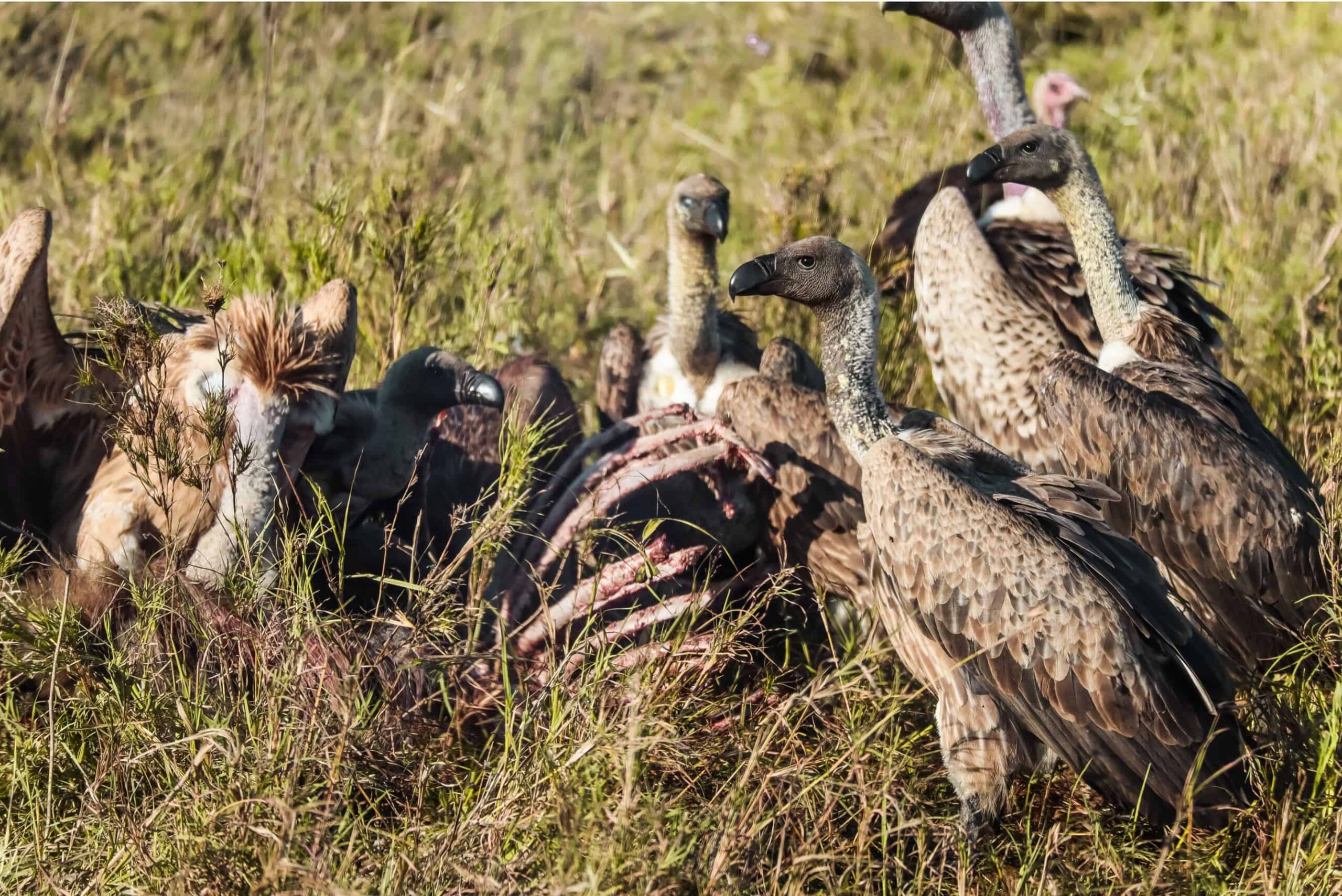 things to know before safari in Tanzania