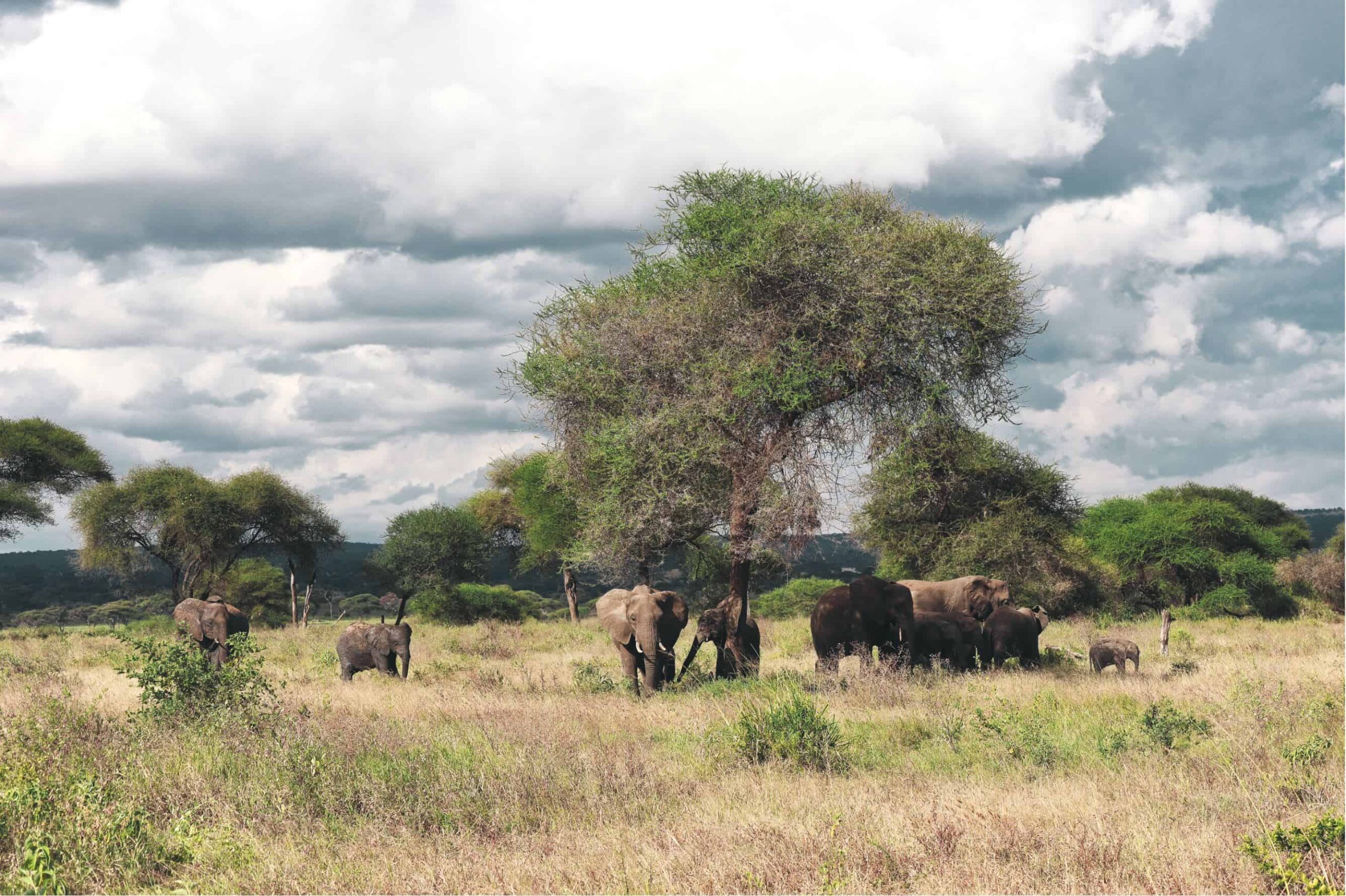 5 days safari in Tanzania - safari itinerary and costs