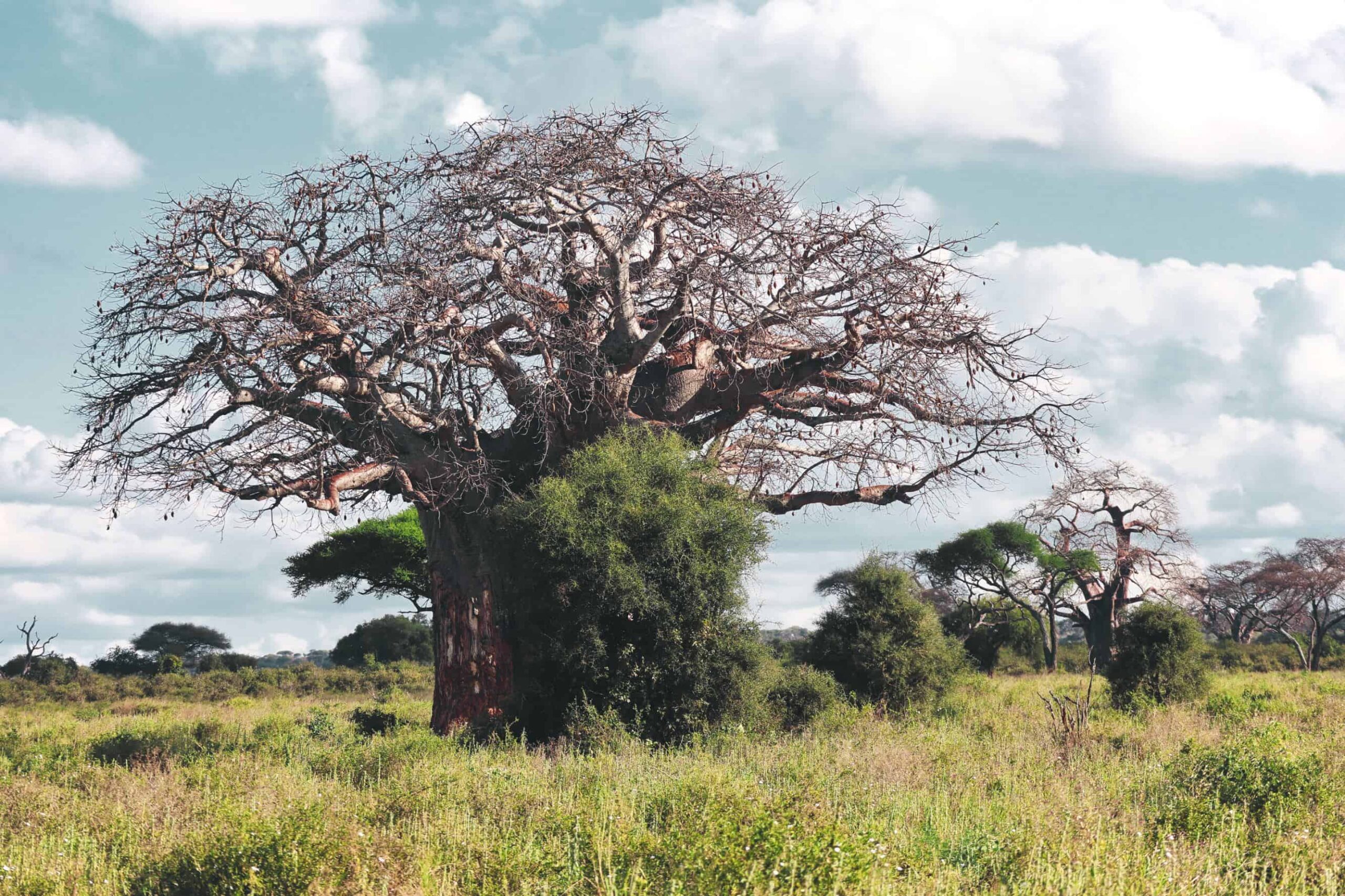 5 days safari in Tanzania - safari itinerary and costs