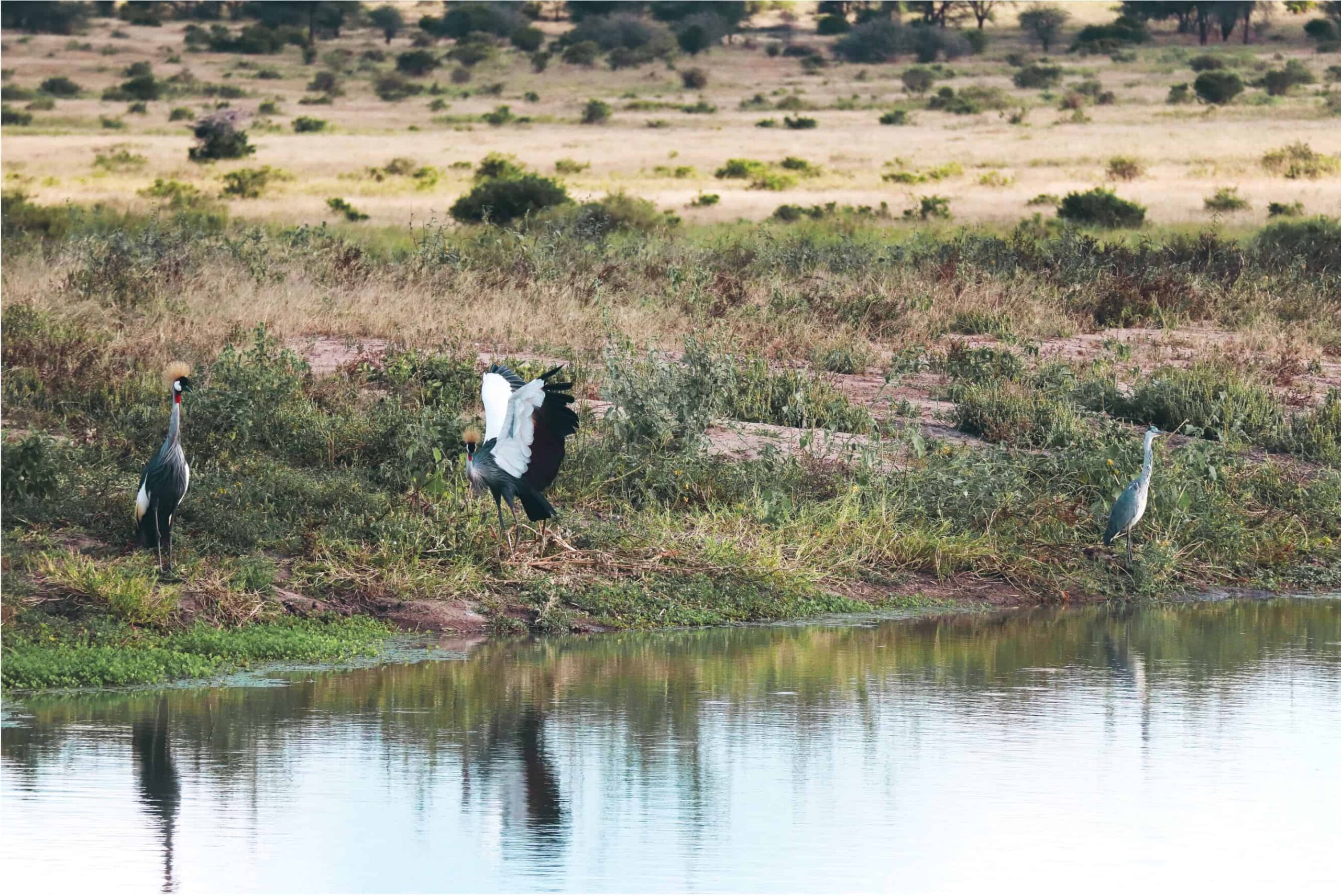 5 days safari in Tanzania - safari itinerary and costs
