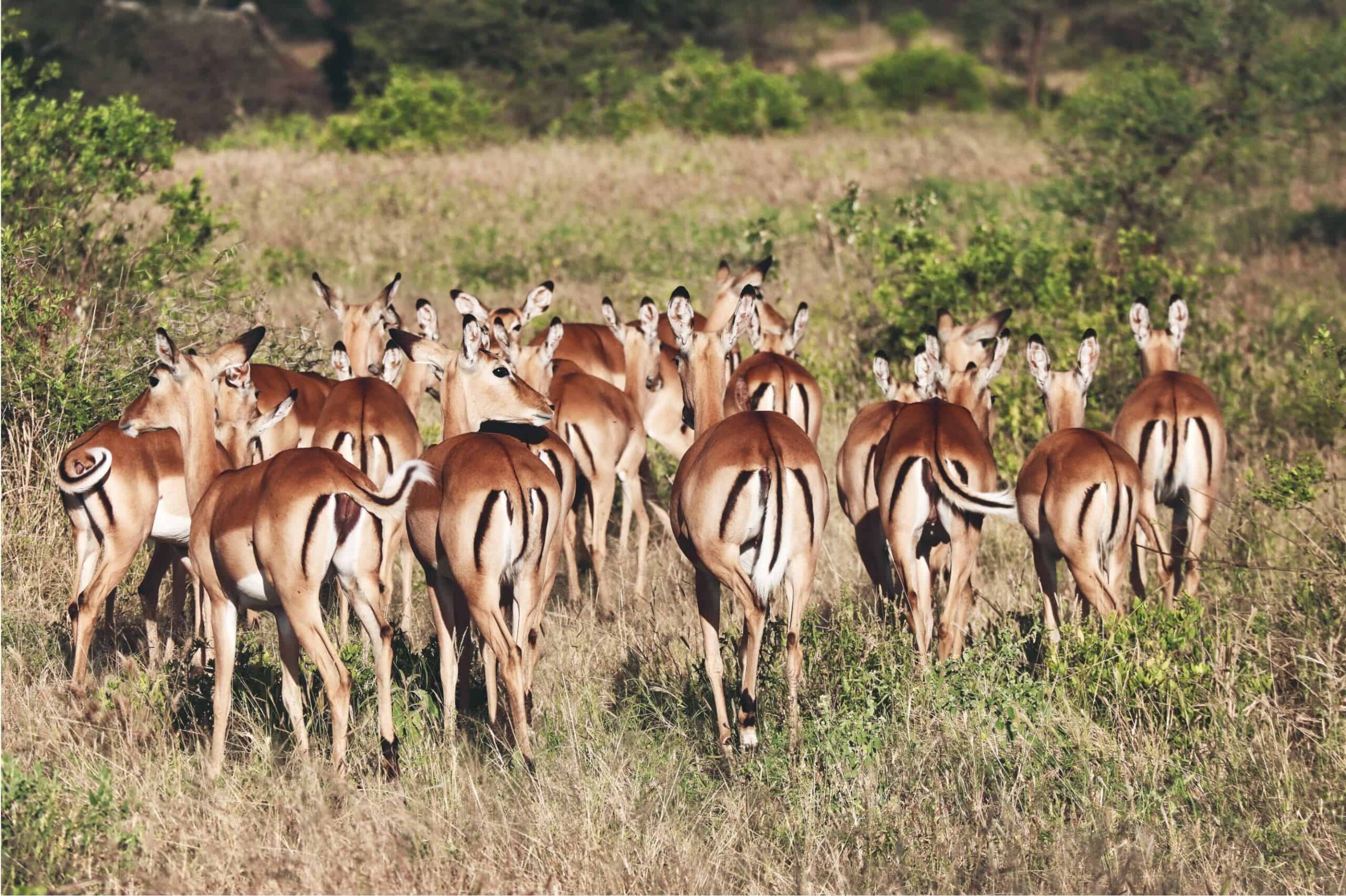 5 days safari in Tanzania - safari itinerary and costs