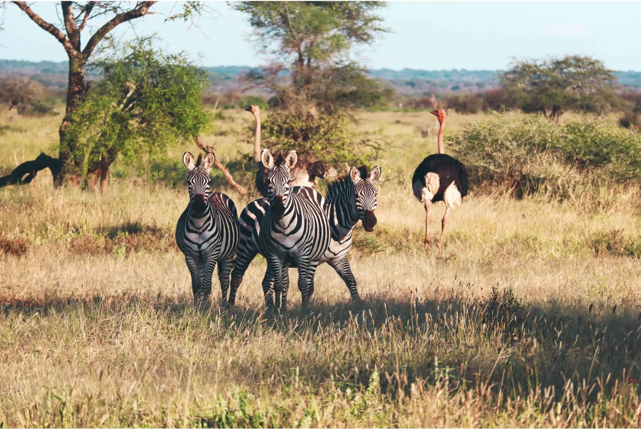 5 days safari in Tanzania - safari itinerary and costs