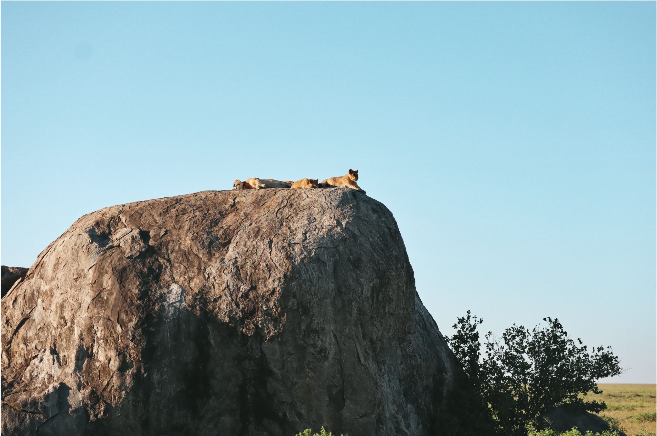 lion pride - 5 days safari in Tanzania - safari itinerary and costs