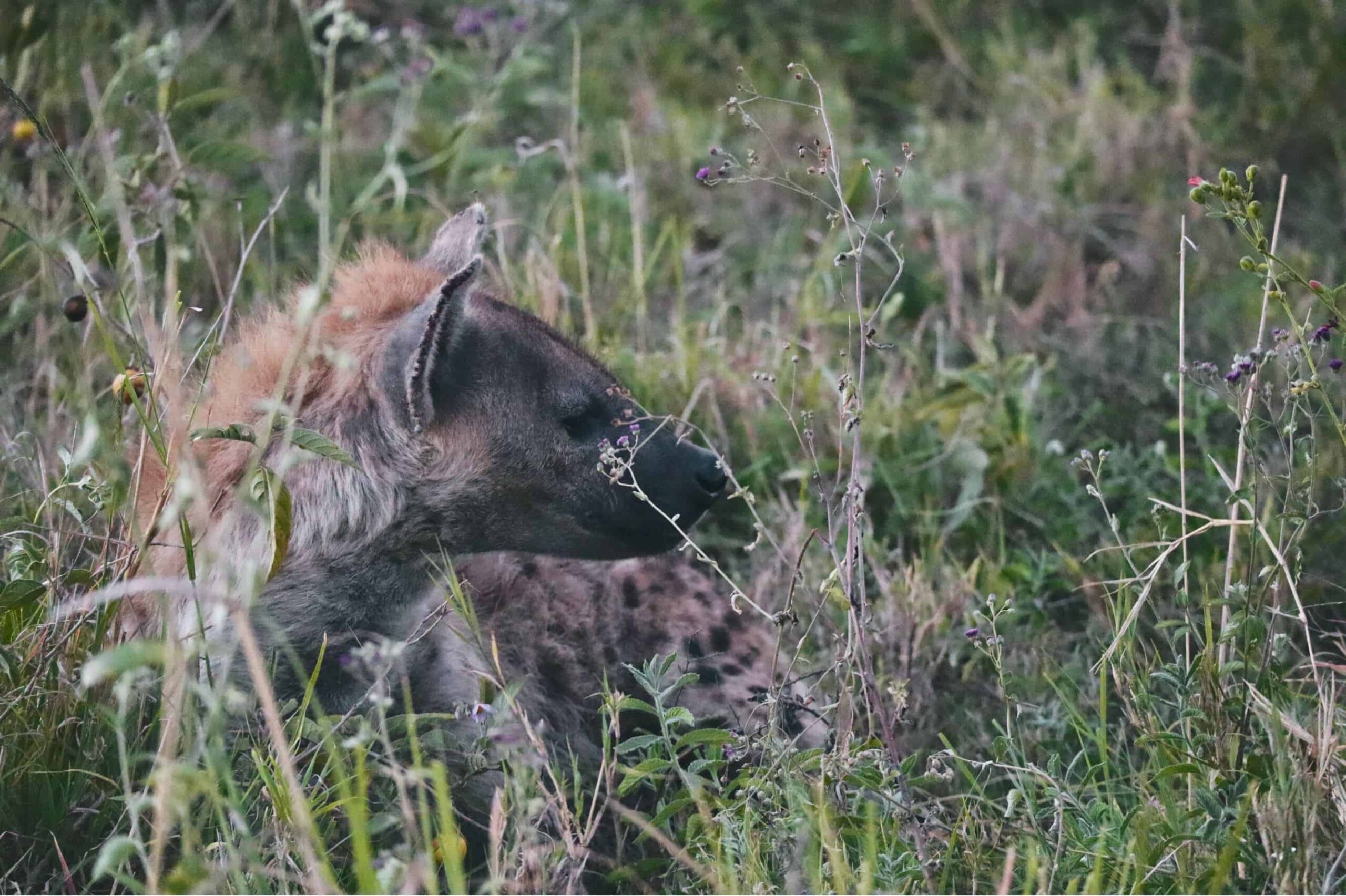 5 days safari in Tanzania - safari itinerary and costs