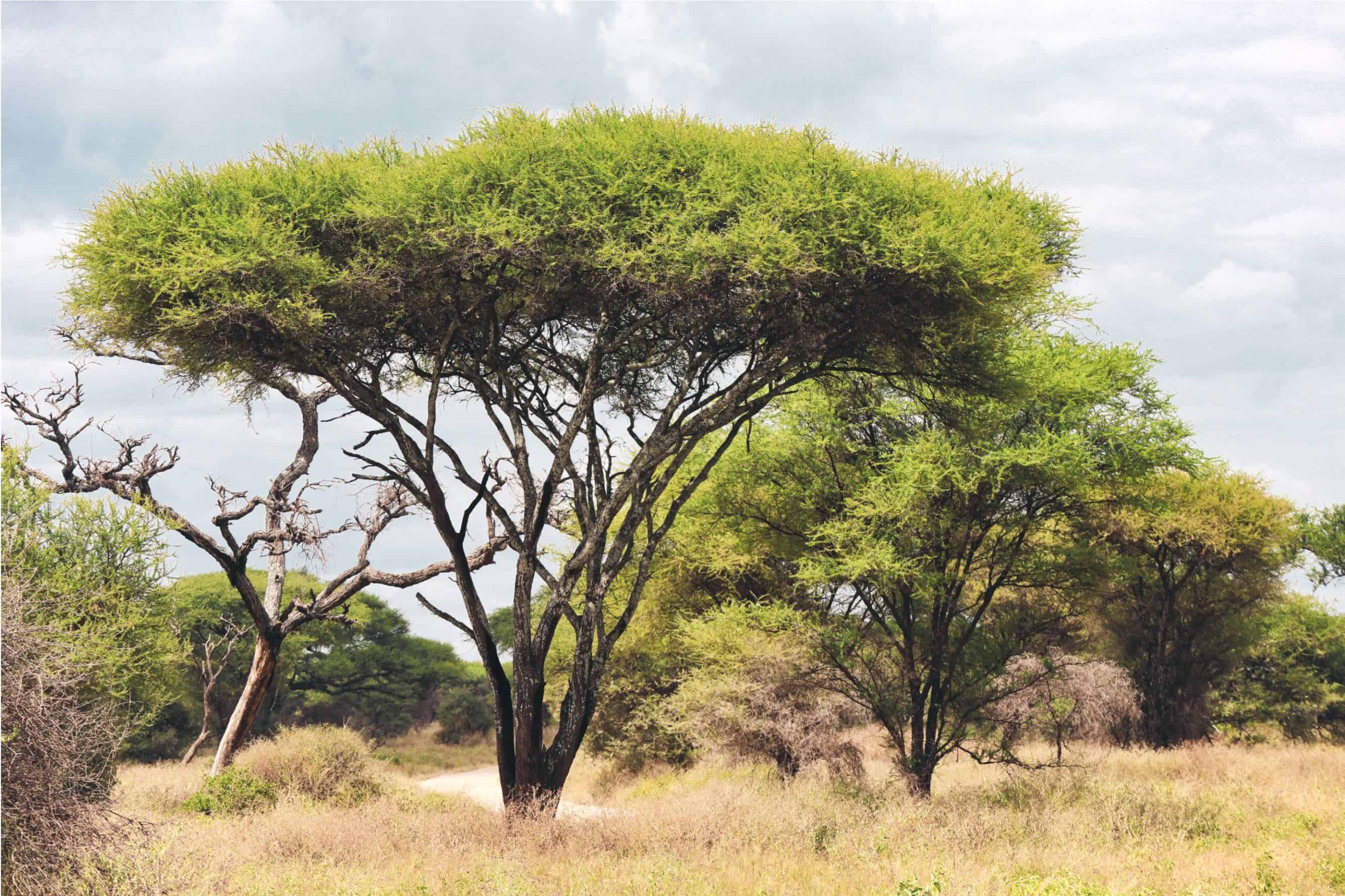5 days safari in Tanzania - safari itinerary and costs
