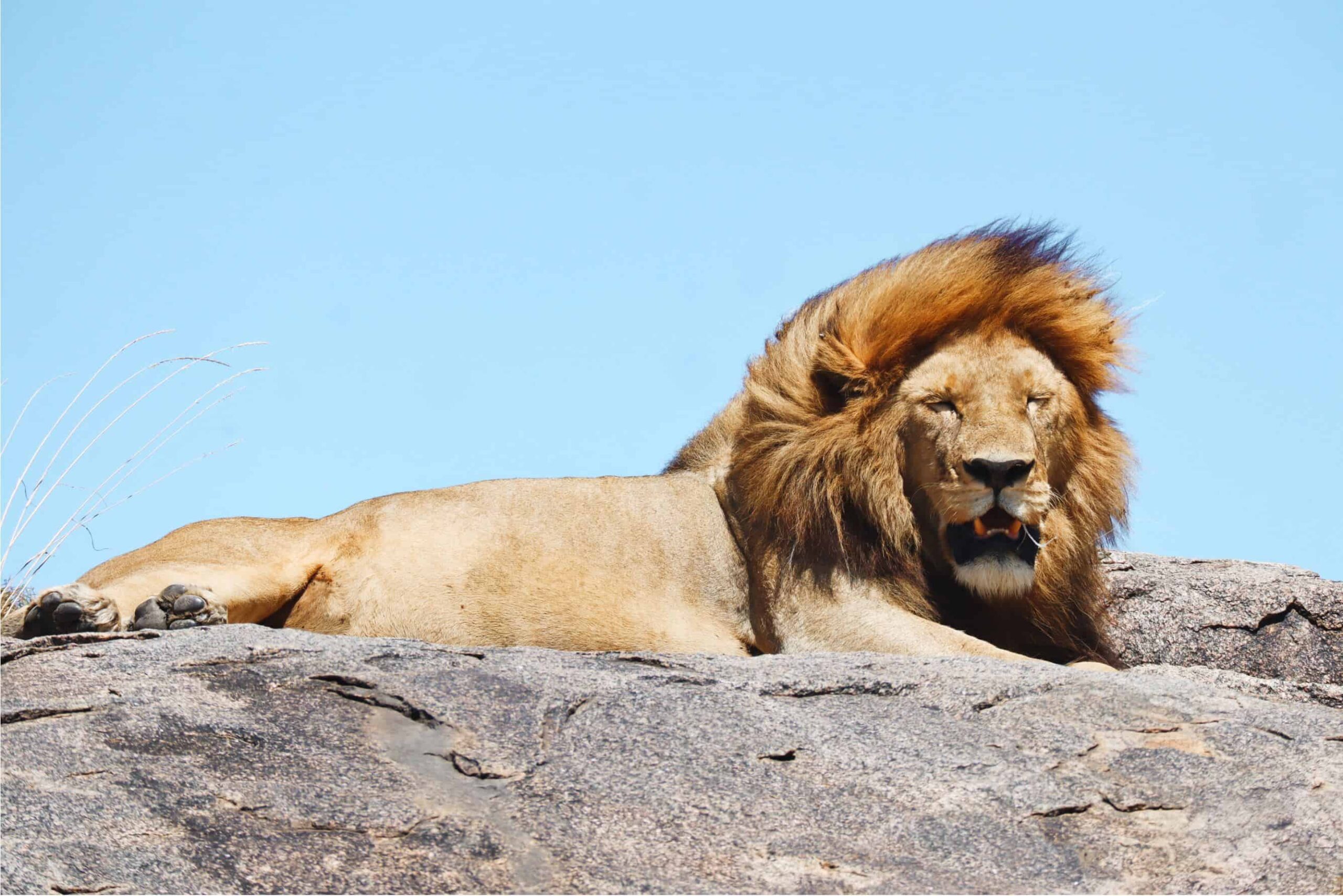 5 days safari in Tanzania - safari itinerary and costs