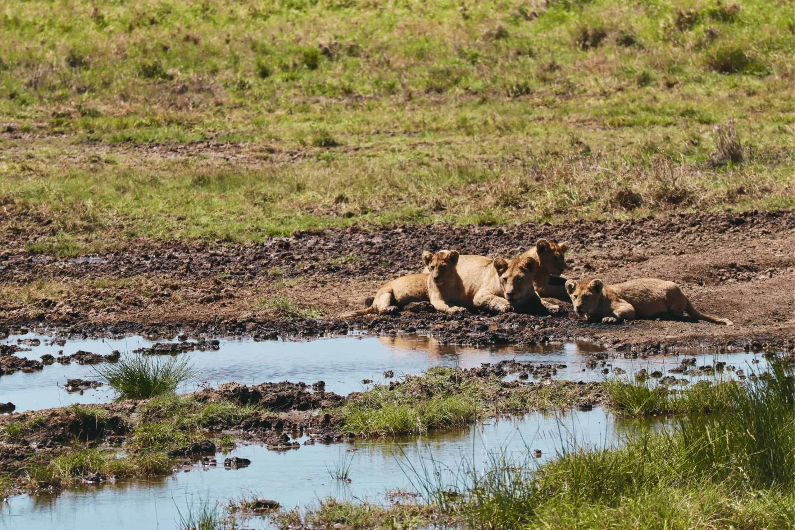 5 days safari in Tanzania - safari itinerary and costs