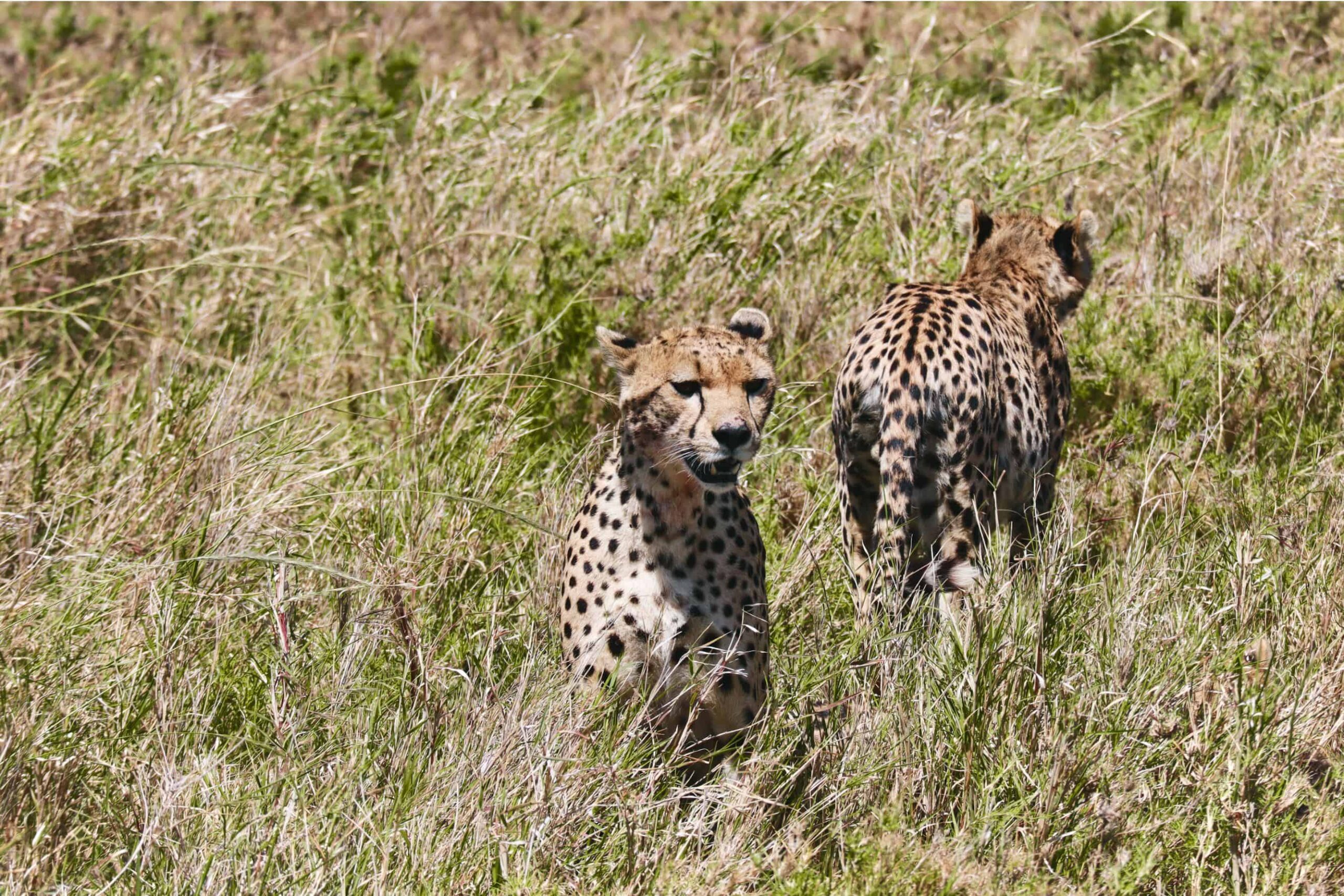 5 days safari in Tanzania - safari itinerary and costs