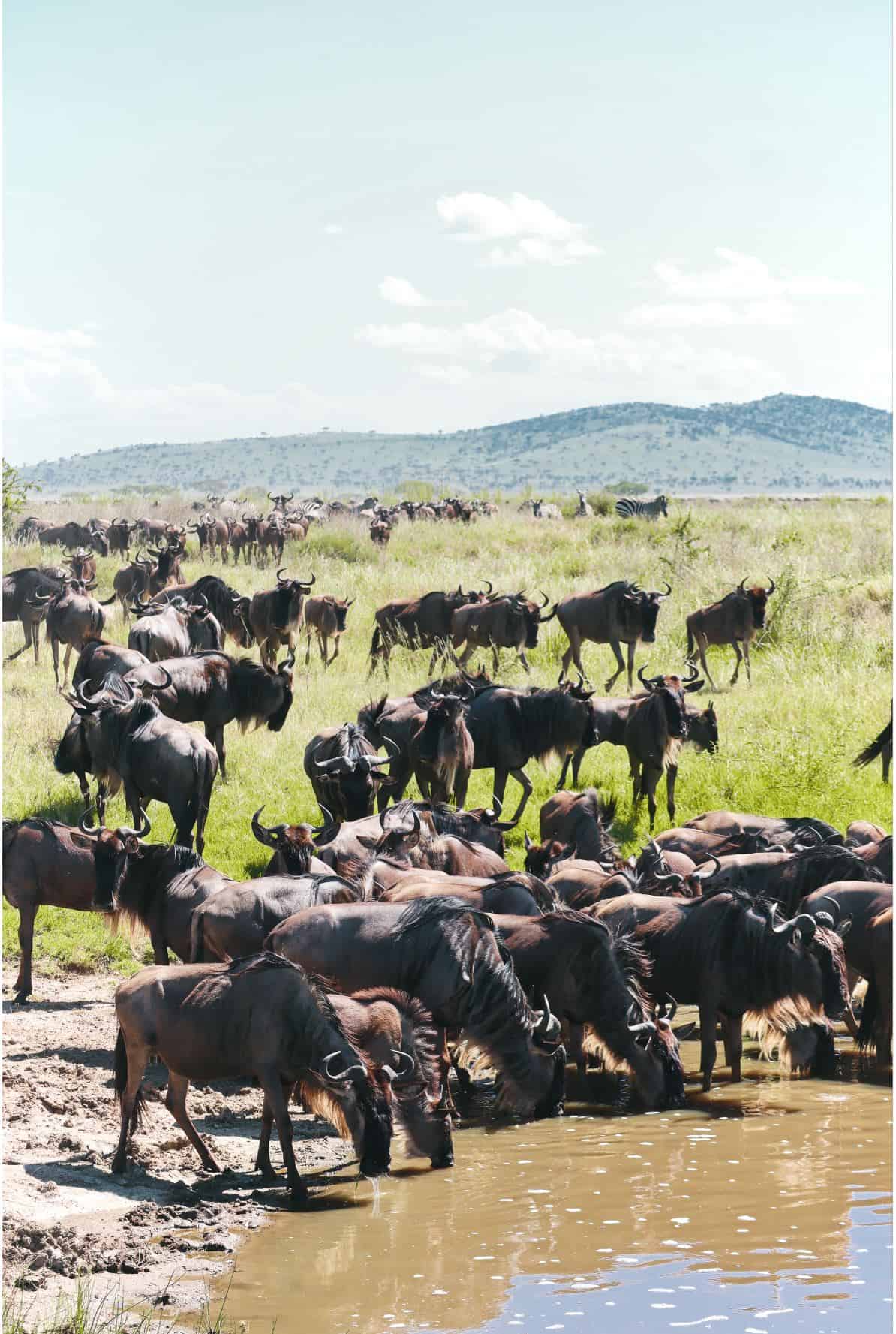 best time to visit zanzibar | best time of year to visit zanzibar 5 days safari in Tanzania - safari itinerary and costs