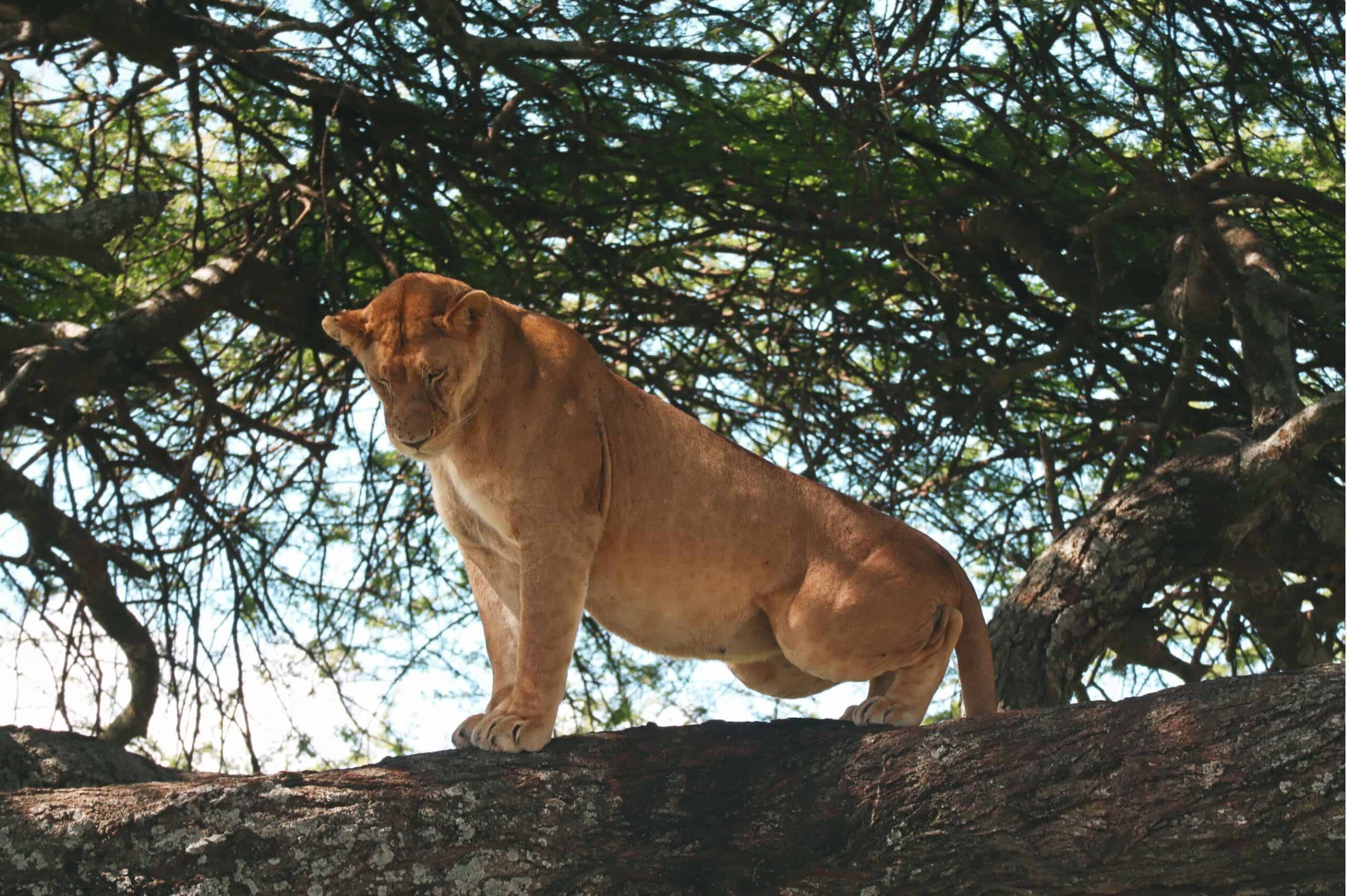 5 days safari in Tanzania - safari itinerary and costs