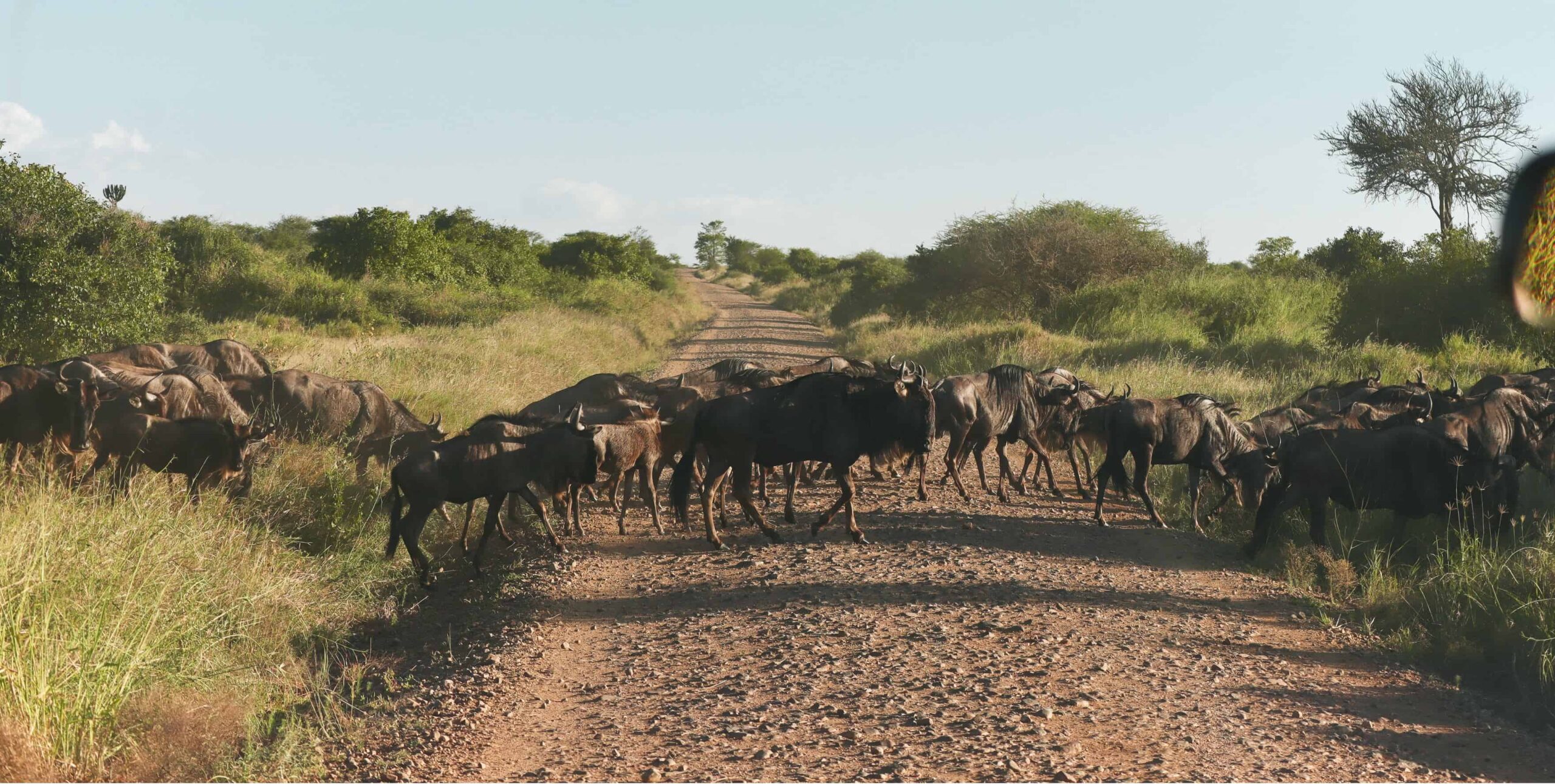 5 days safari in Tanzania - safari itinerary and costs