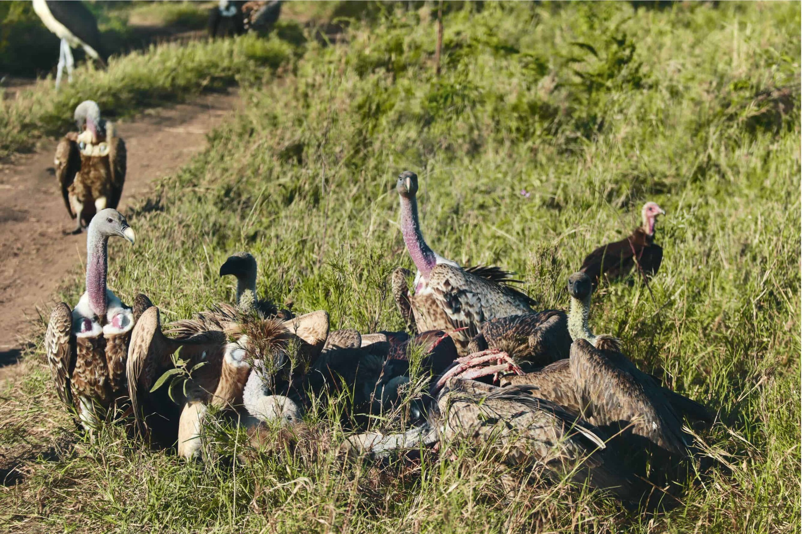 5 days safari in Tanzania - safari itinerary and costs