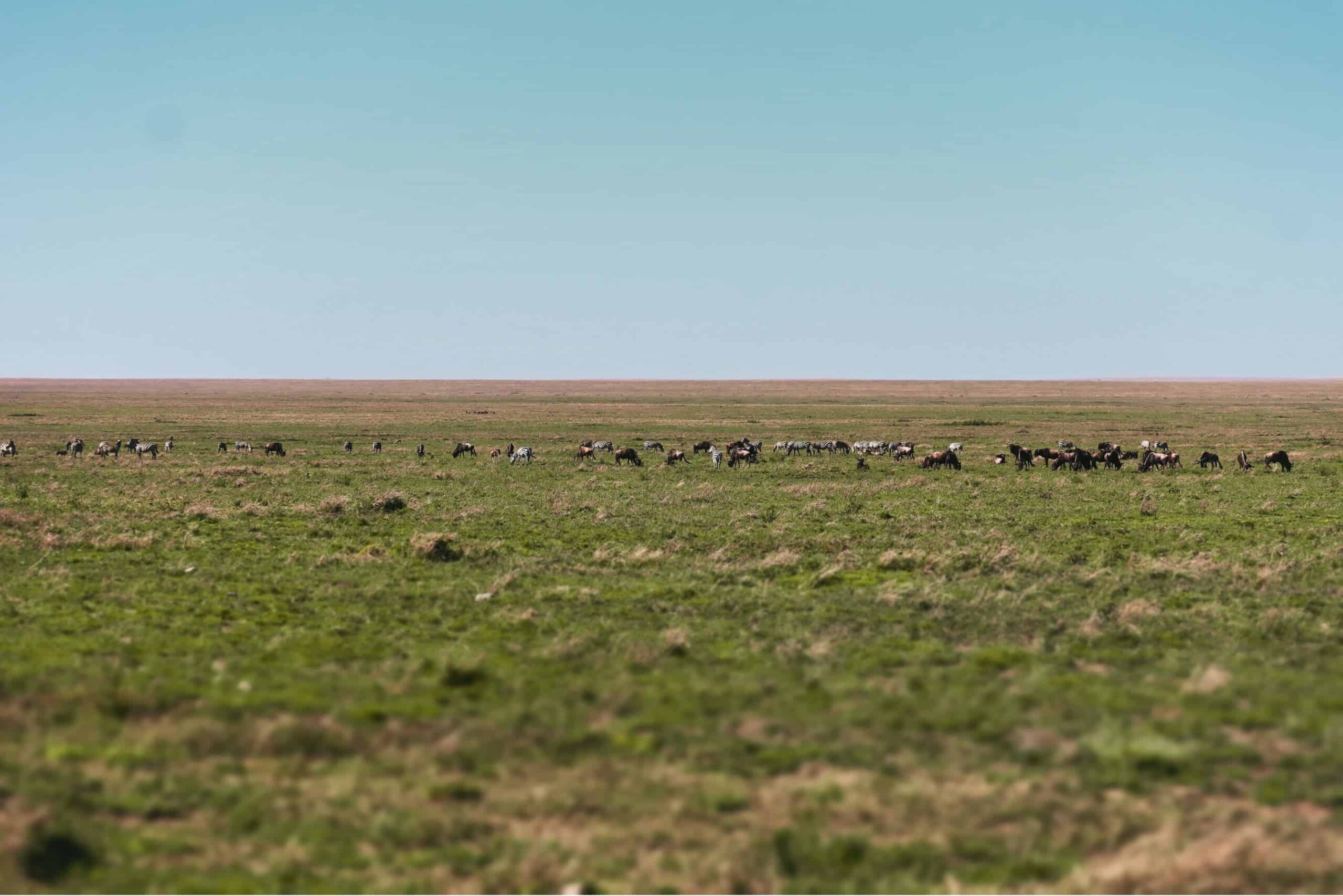 5 days safari in Tanzania - safari itinerary and costs