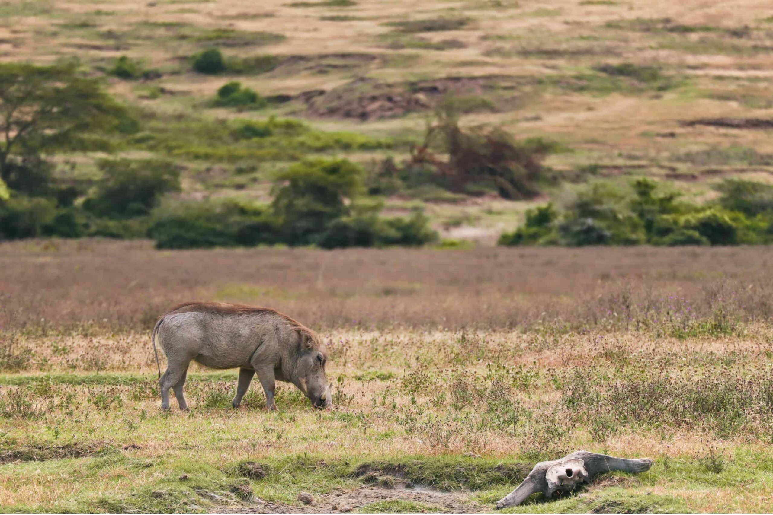 5 days safari in Tanzania - safari itinerary and costs 4 (2)