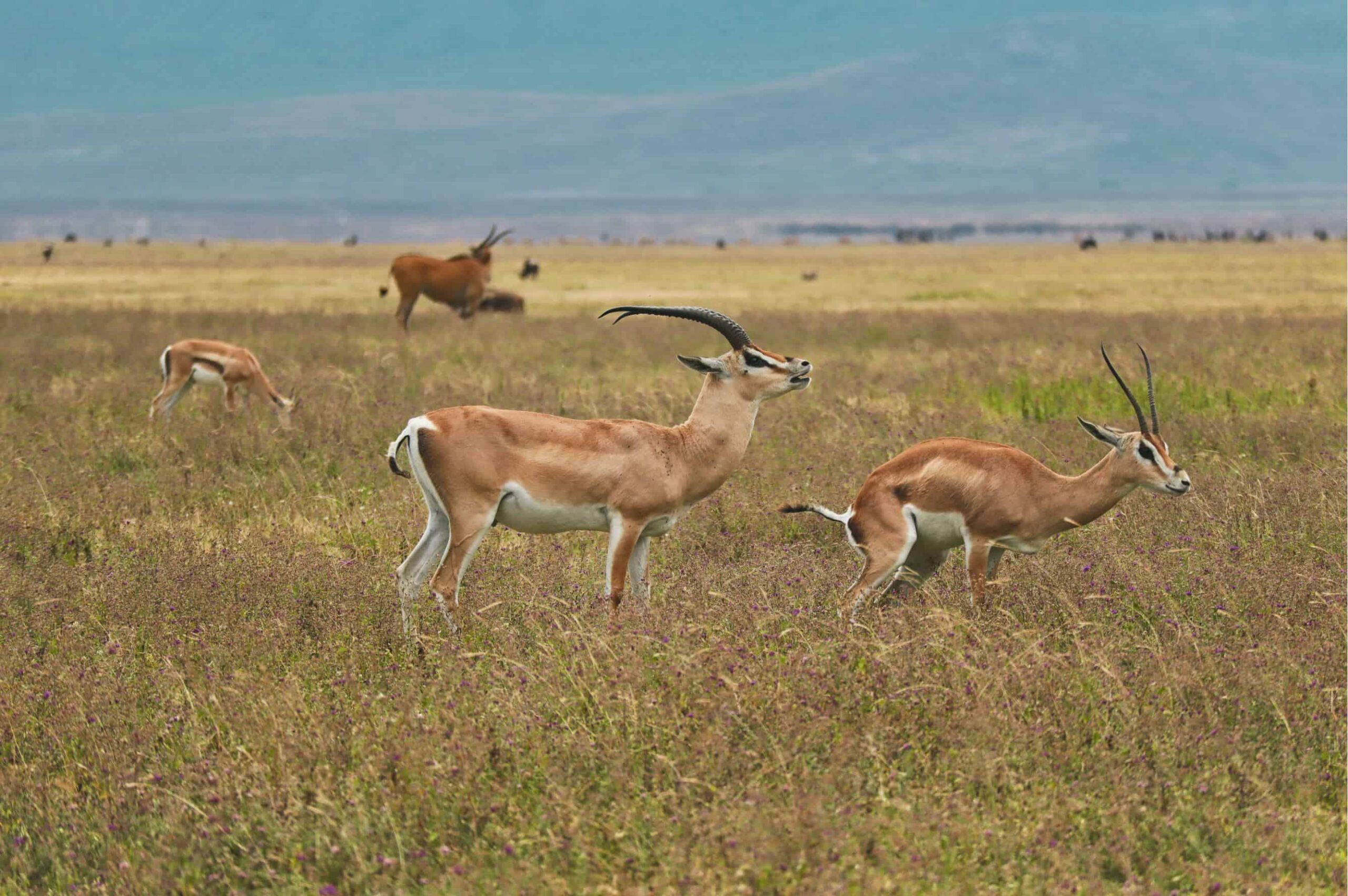 5 days safari in Tanzania - safari itinerary and costs 4 (2)