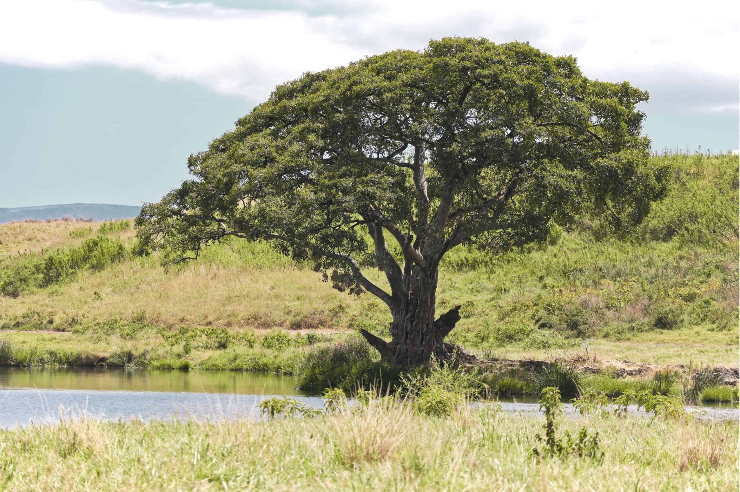 5 days safari in Tanzania - safari itinerary and costs