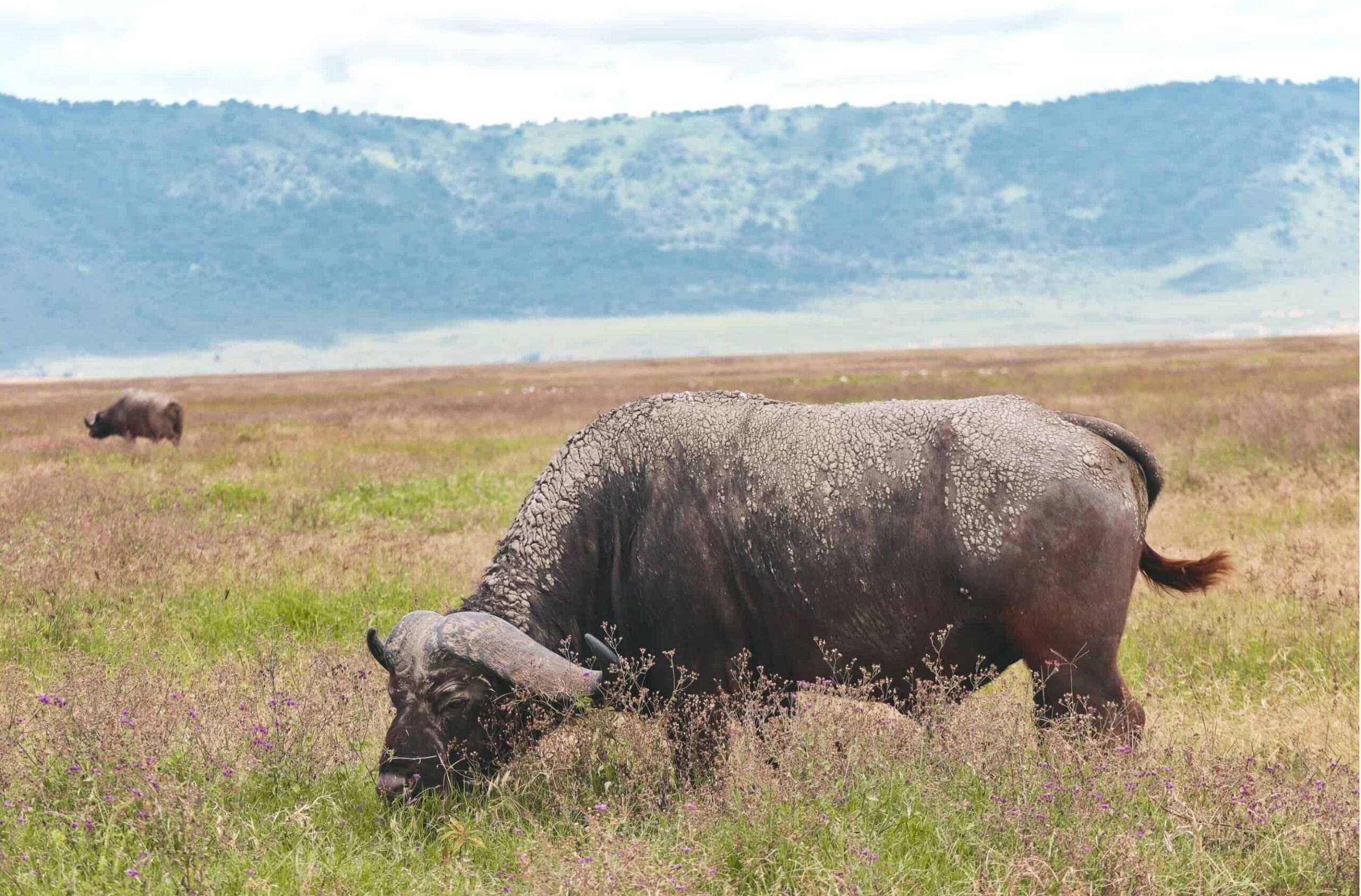 5 days safari in Tanzania - safari itinerary and costs 4 (2)