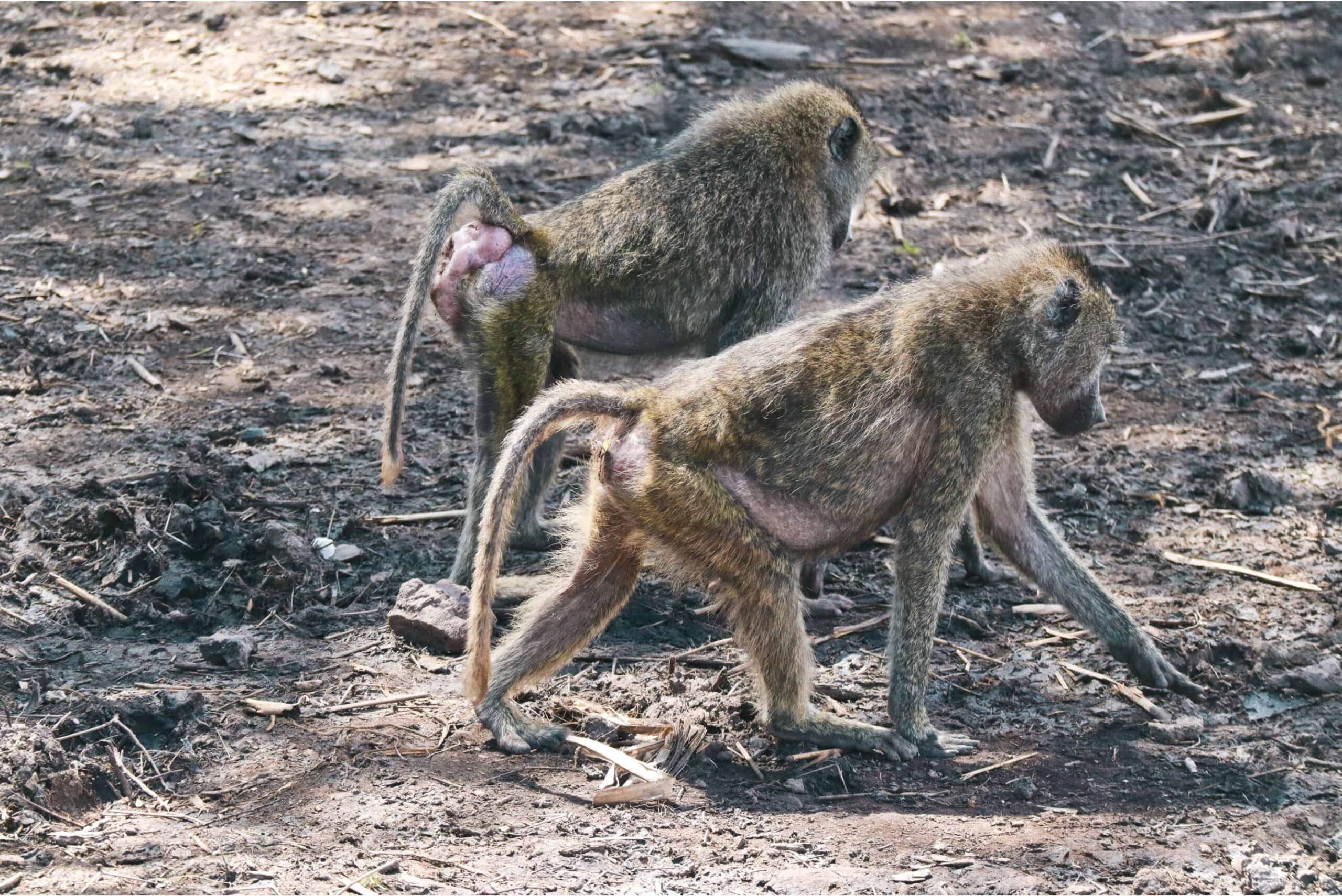 5 days safari in Tanzania - safari itinerary and costs