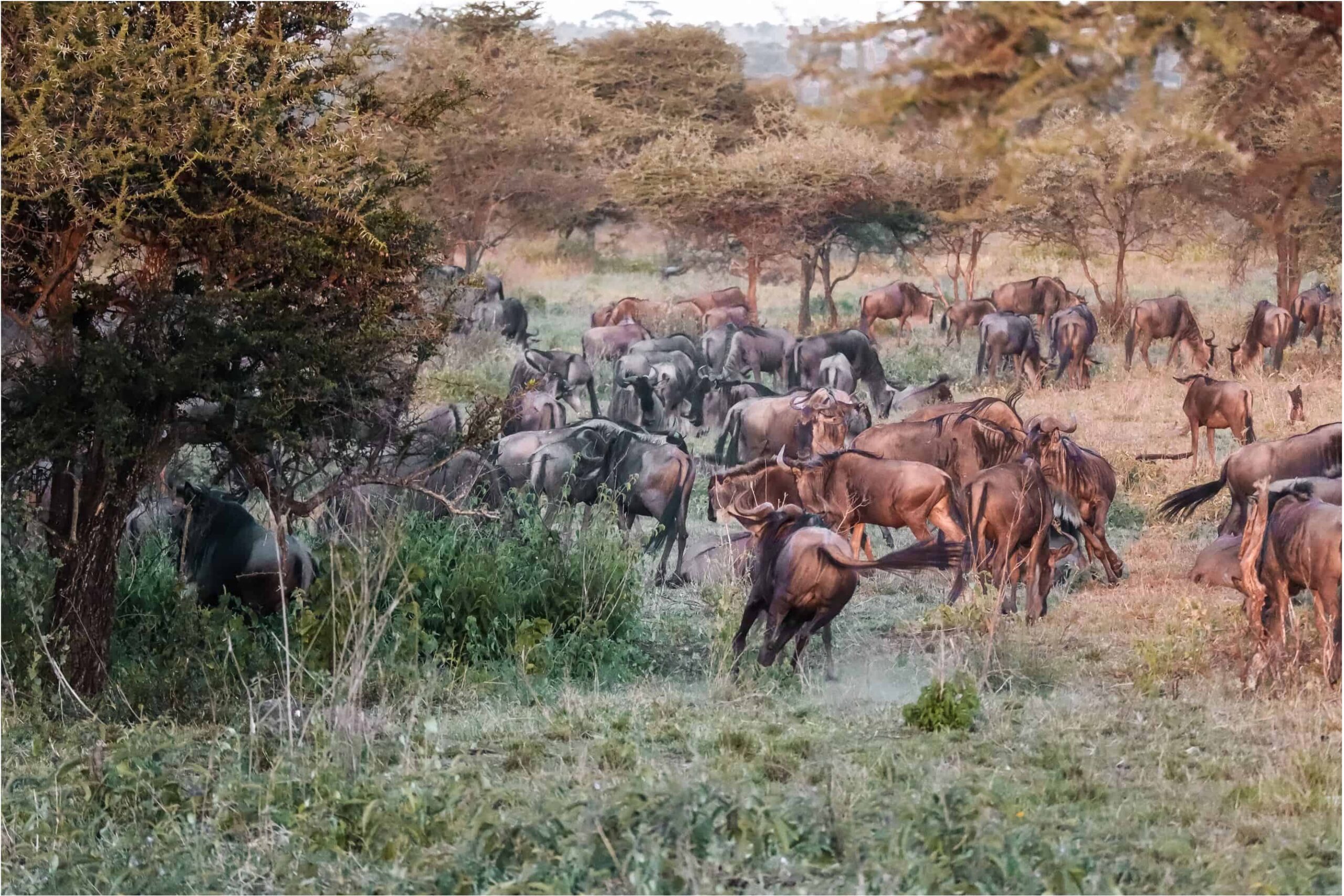 things to know before safari in Tanzania