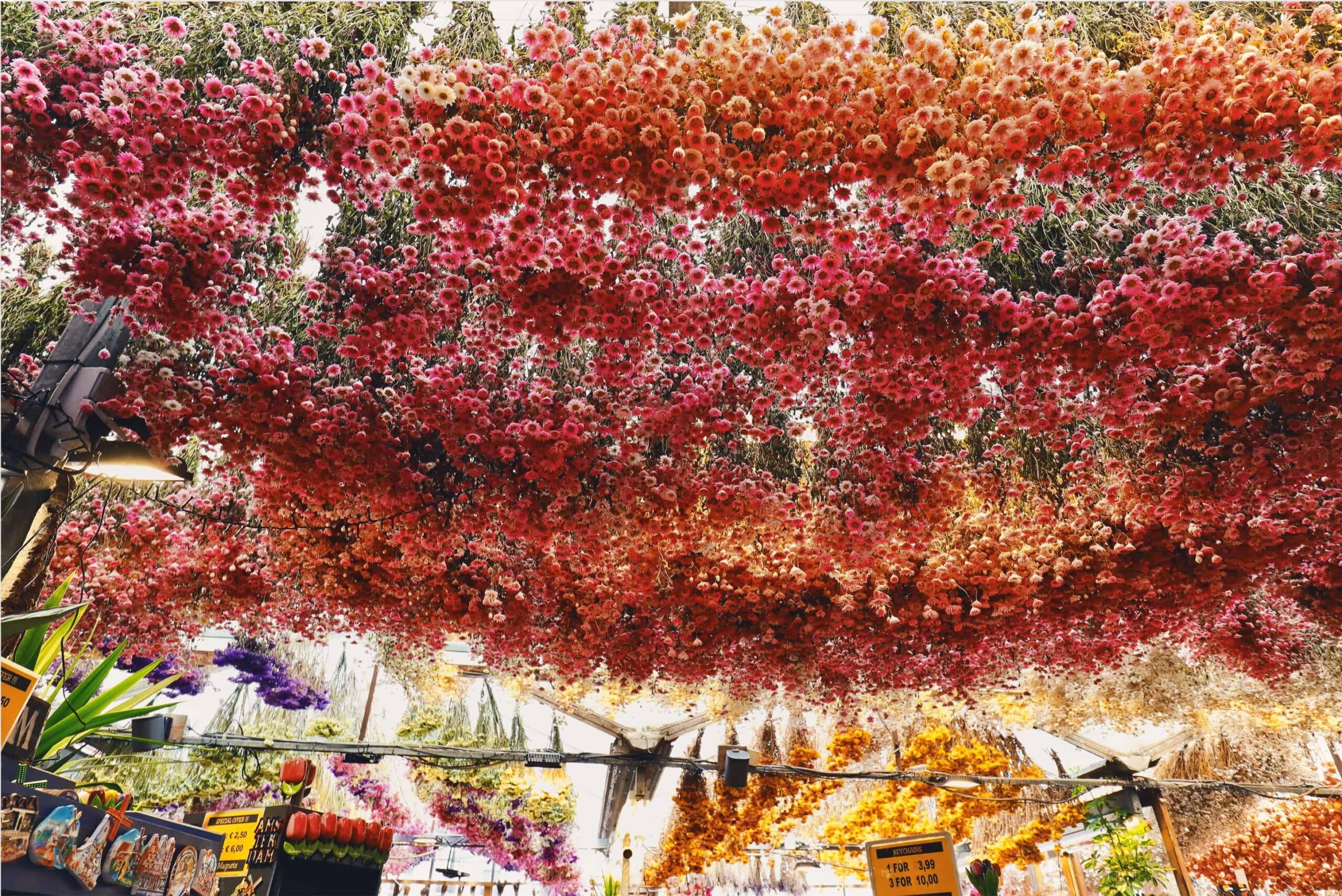 Mercado de las flores de Ámsterdam | Lugares para visitar en Amsterdam en 4 dias Mercado de las flores de Ámsterdam | Lugares para visitar en Amsterdam en 4 dias