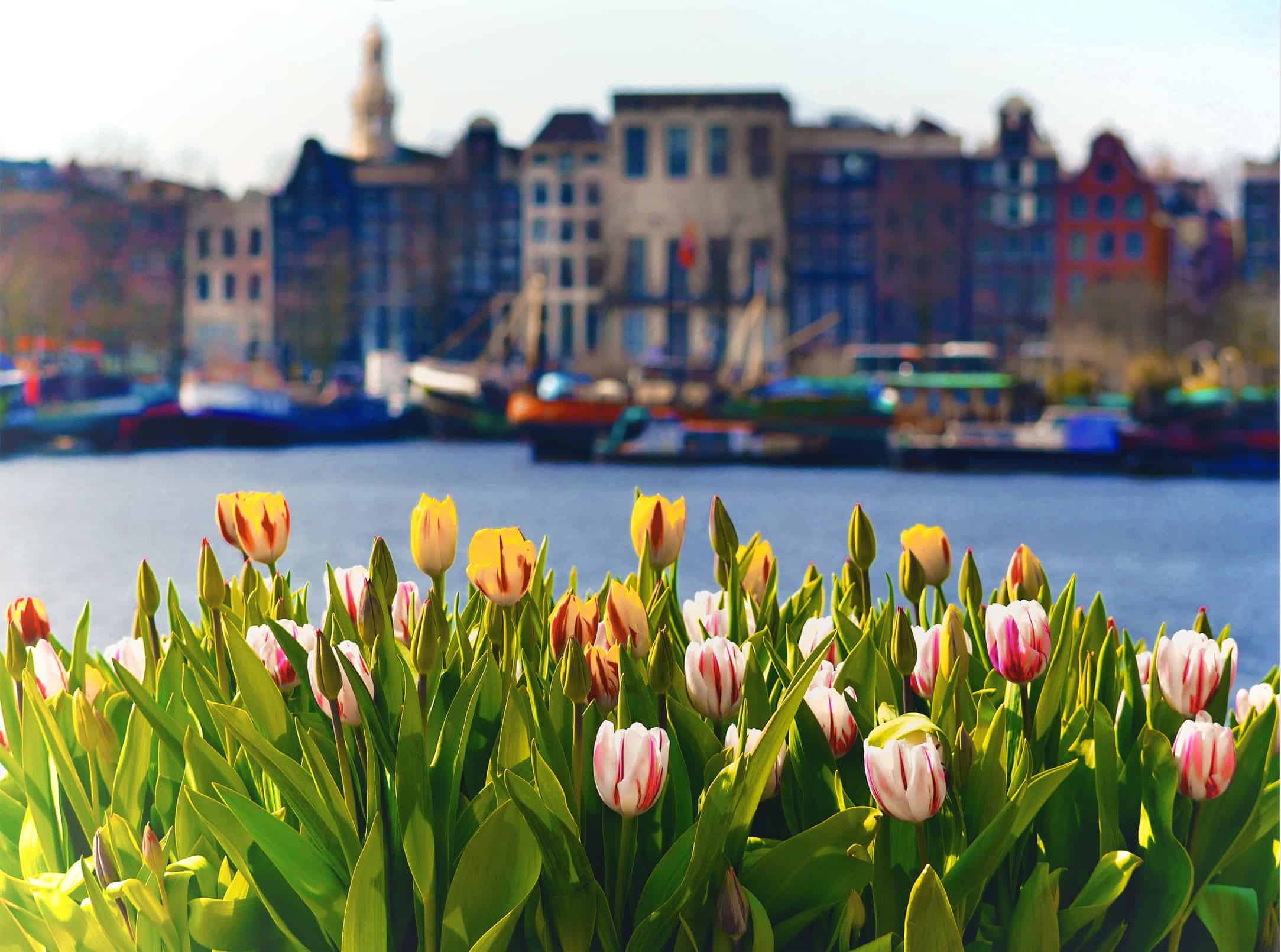 Mercado de las flores de Ámsterdam | Lugares para visitar en Amsterdam en 4 dias Mercado de las flores de Ámsterdam | Lugares para visitar en Amsterdam en 4 dias
