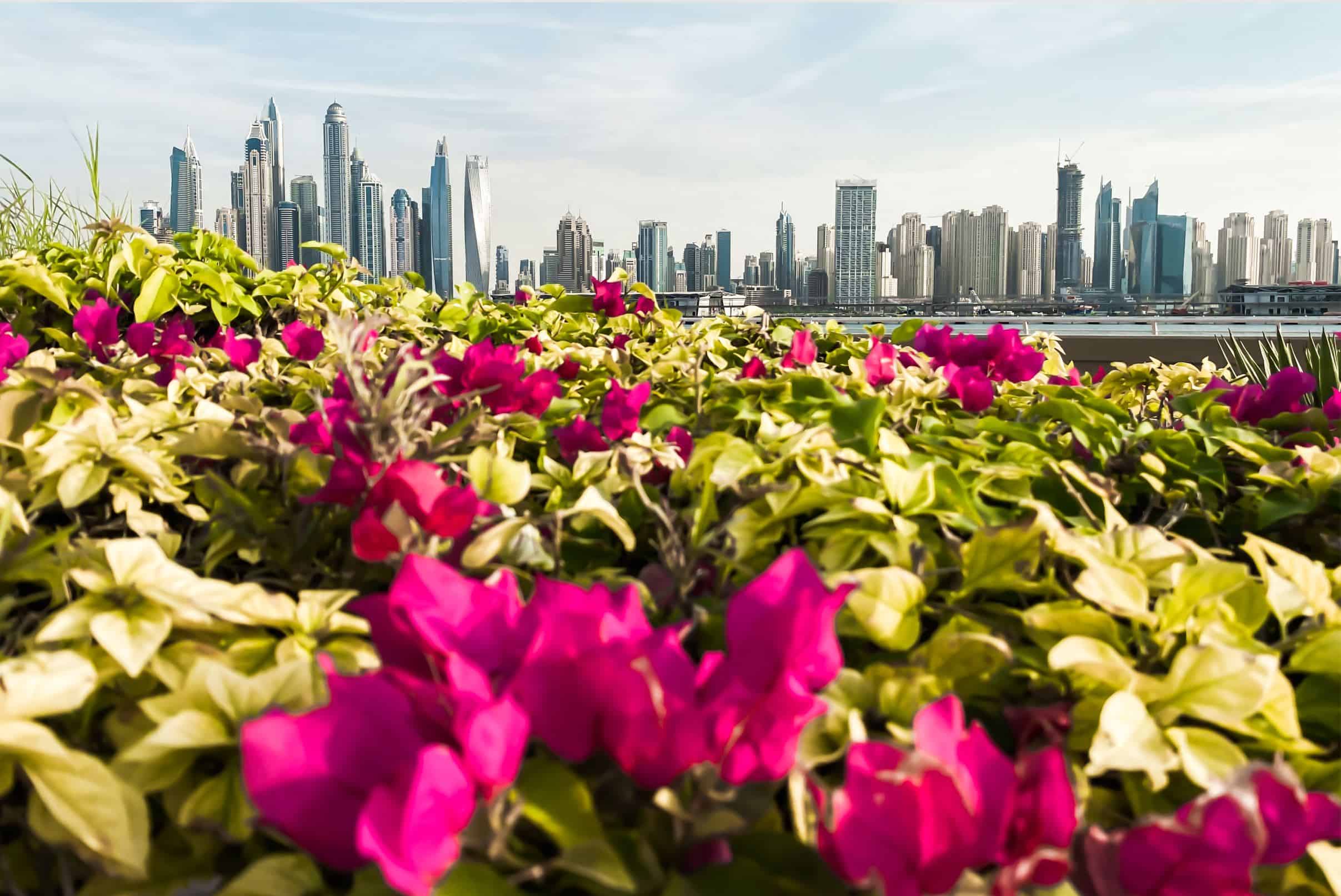 skyline of dubai | best free views of dubai skyline of dubai | best free views of dubai