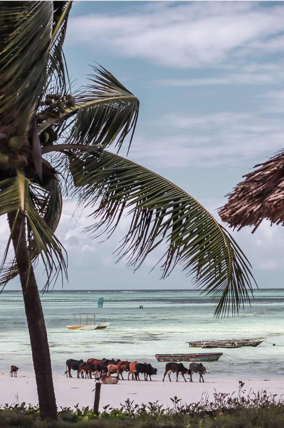 top 7 playas de zanzibar | playas en zanzibar que ver | playa de paje top 7 playas de zanzibar | playas en zanzibar que ver | playa de paje