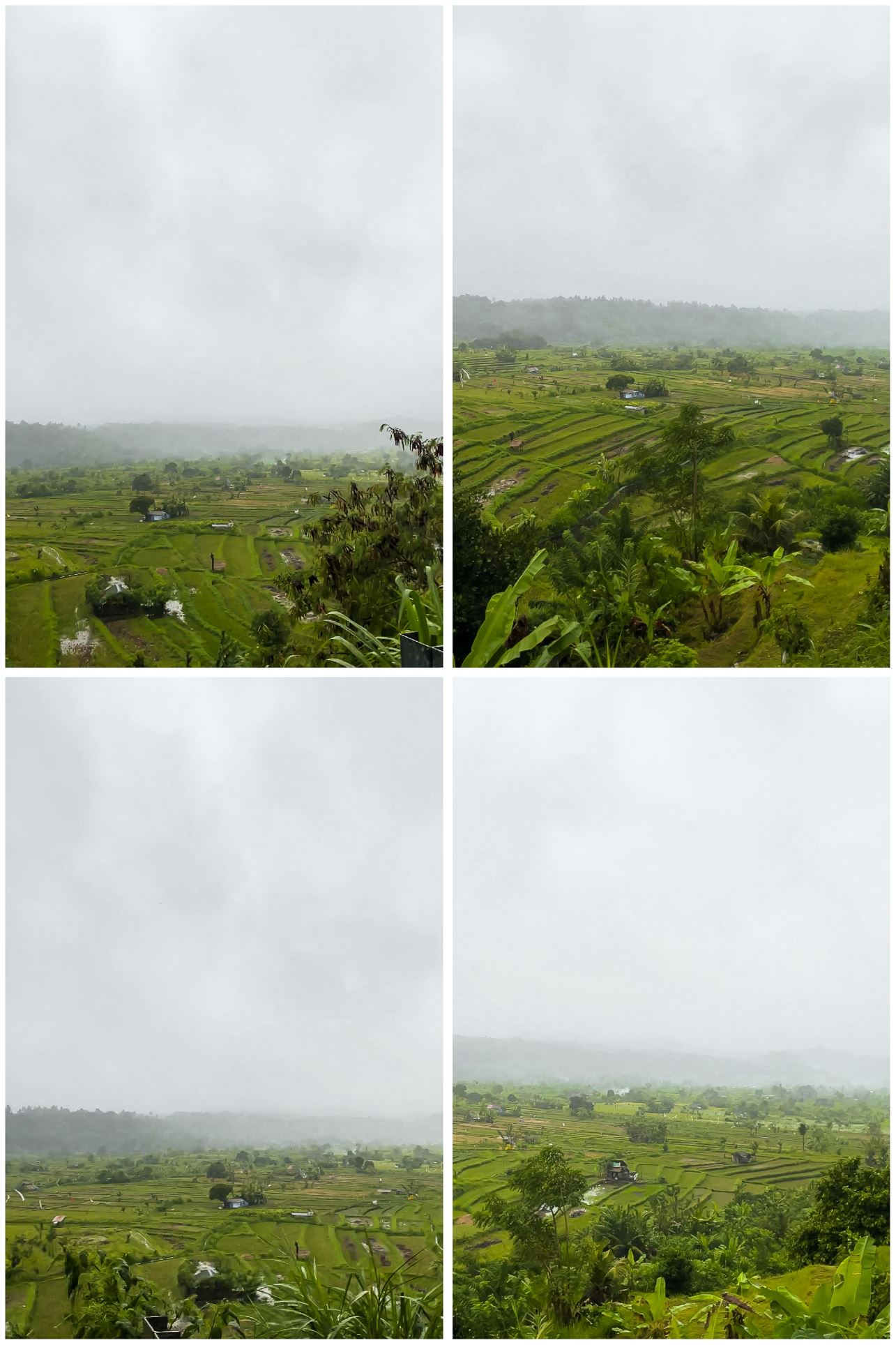 bali rice fields | best rice paddies in bali | ubud rice fields