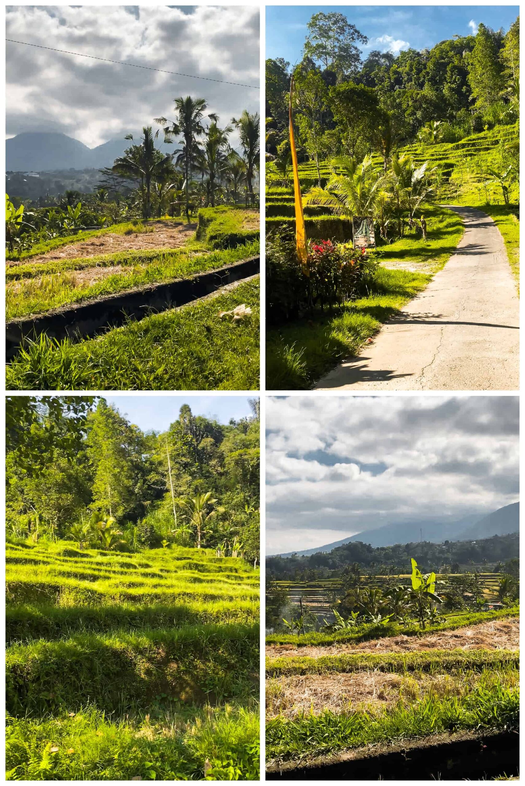bali rice fields | best rice paddies in bali | ubud rice fields