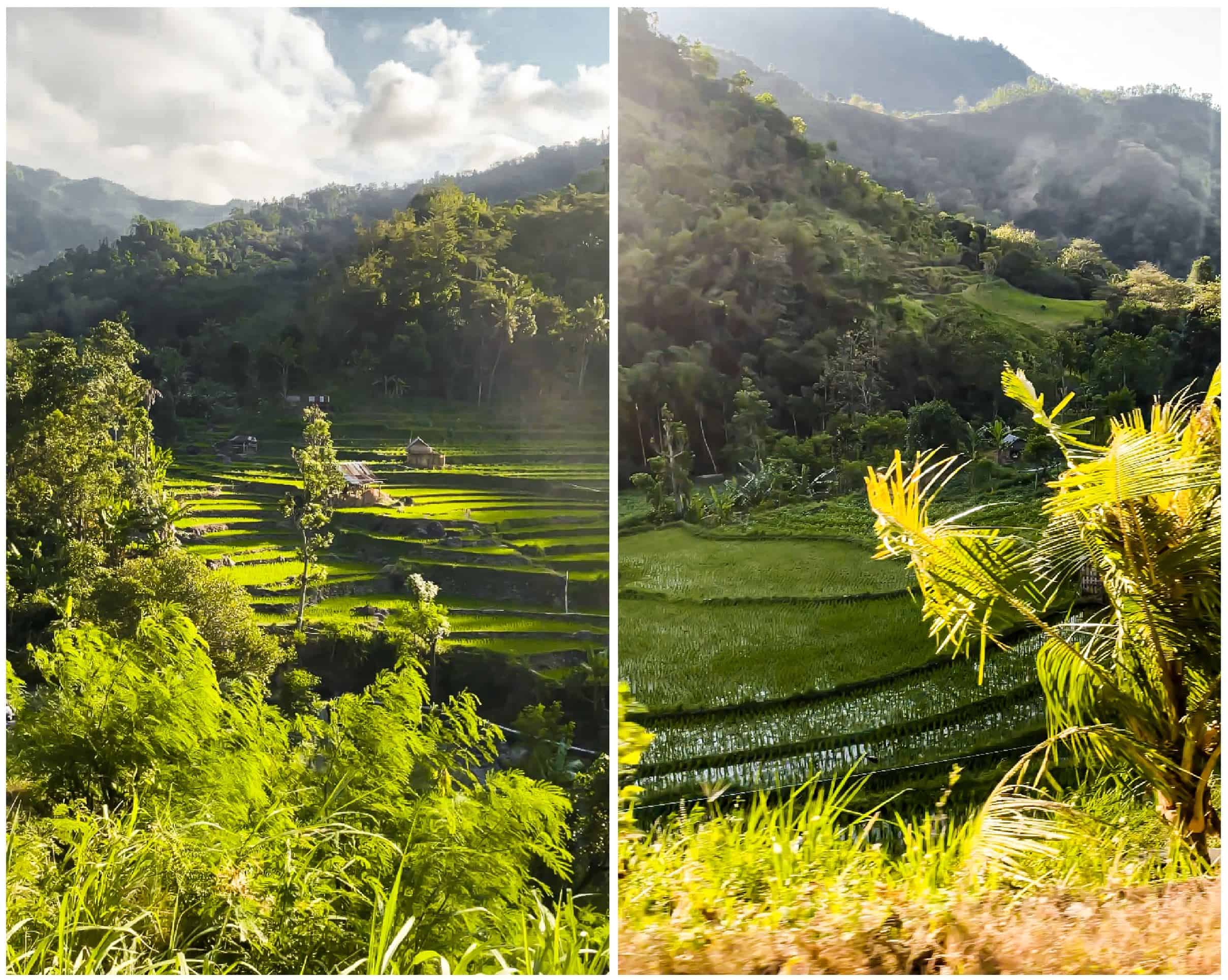bali rice fields | best rice paddies in bali | ubud rice fields