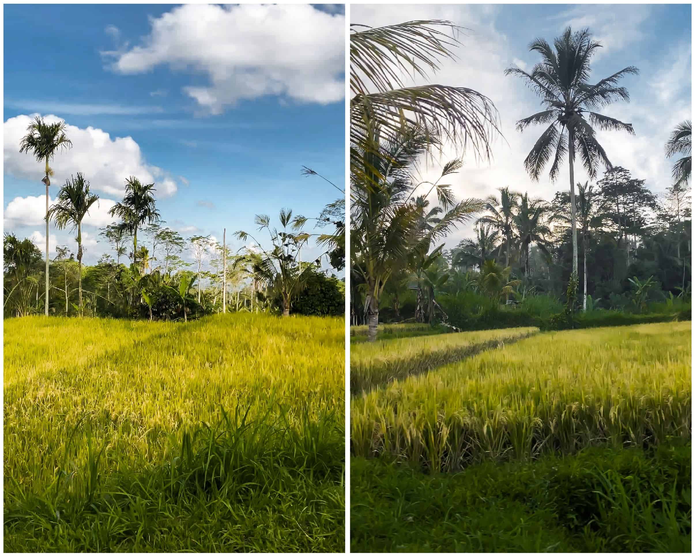 bali rice fields | best rice paddies in bali | ubud rice fields