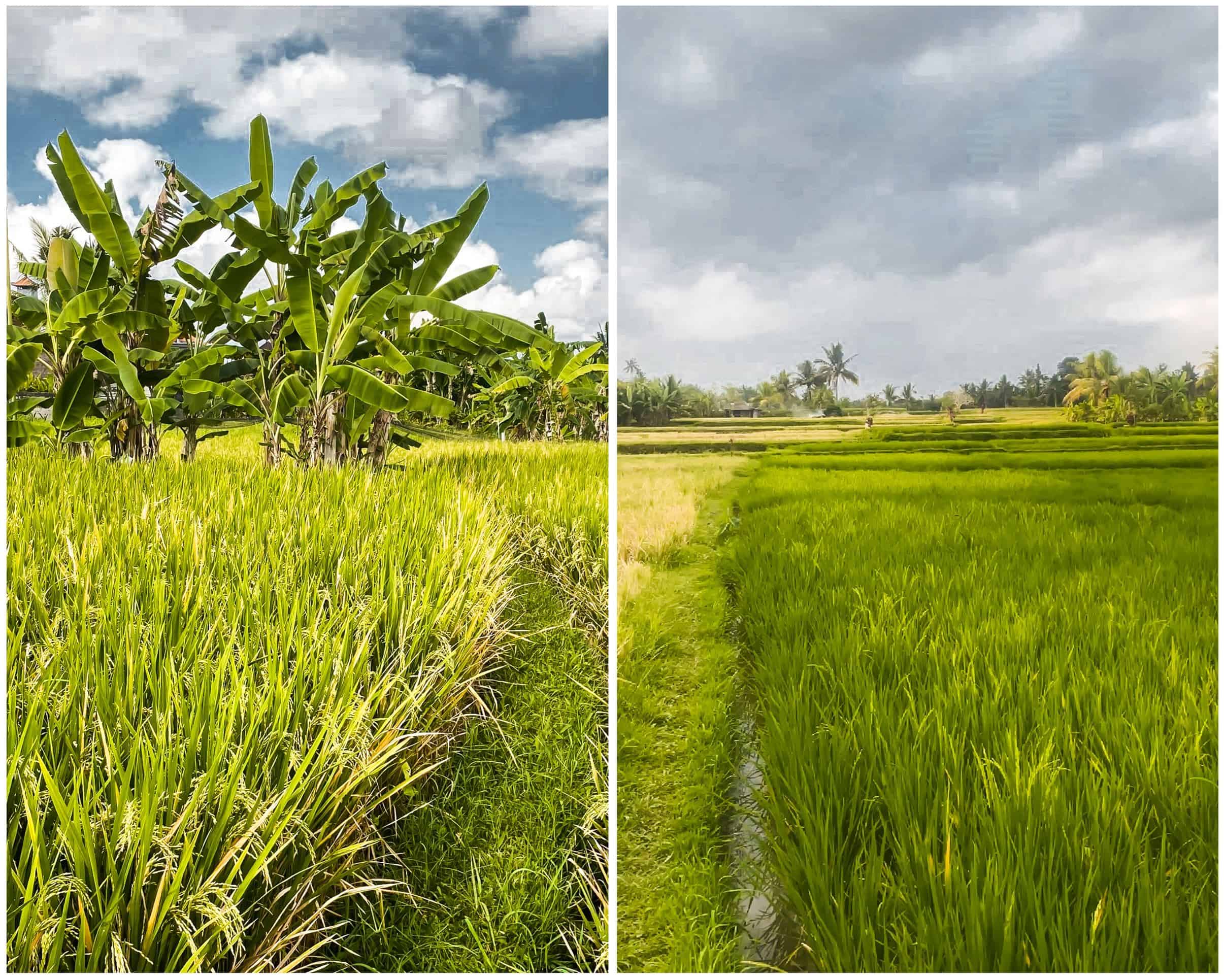 bali rice fields | ubud rice fields | best rice terraces in bali