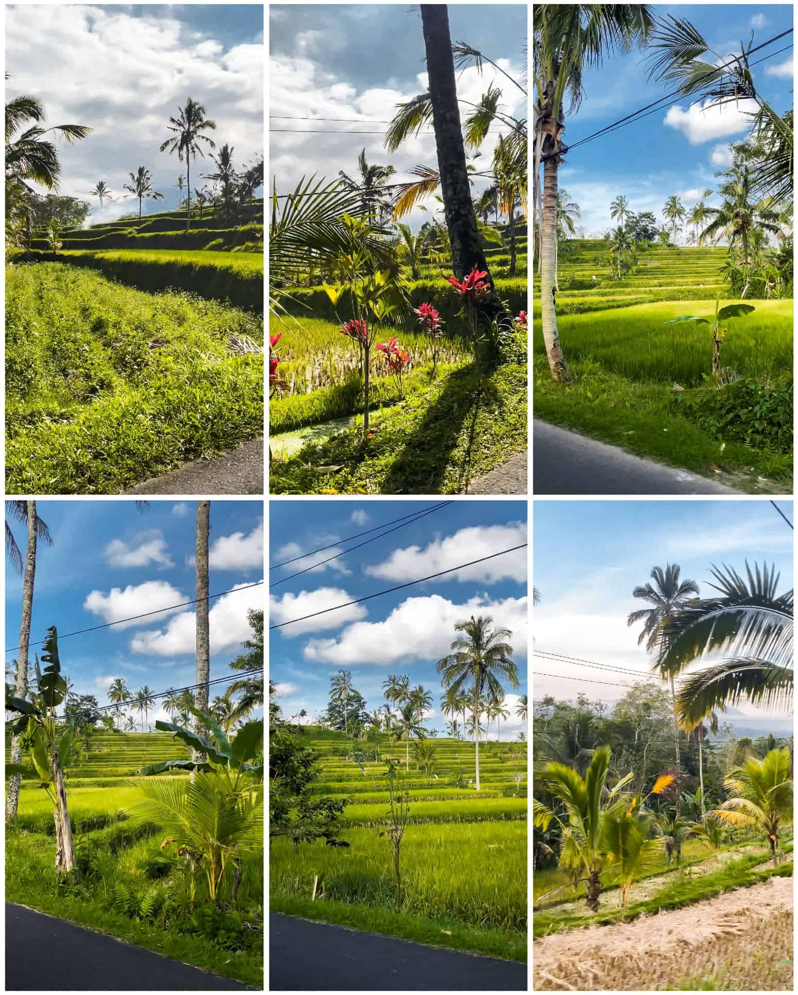 bali rice fields | best rice paddies in bali | ubud rice fields