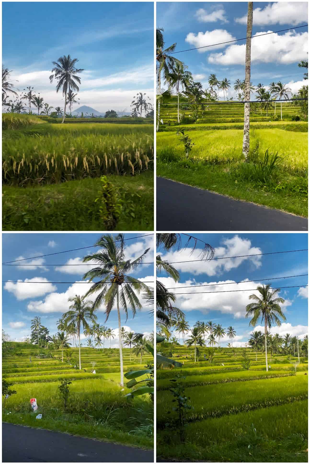 bali rice fields | best rice paddies in bali | ubud rice fields