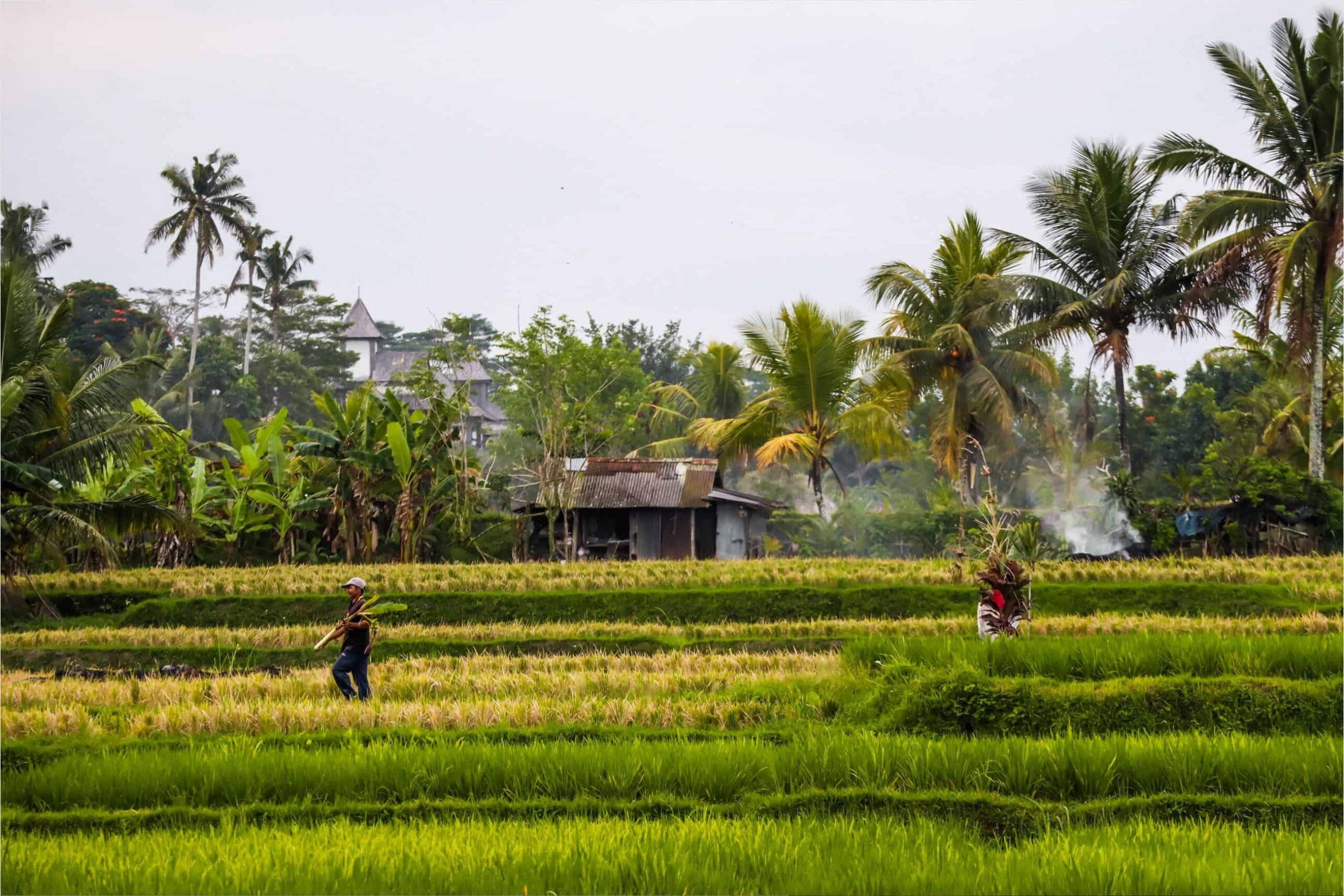 best rice terraces in bali | ubud rice fields | bali rice fields