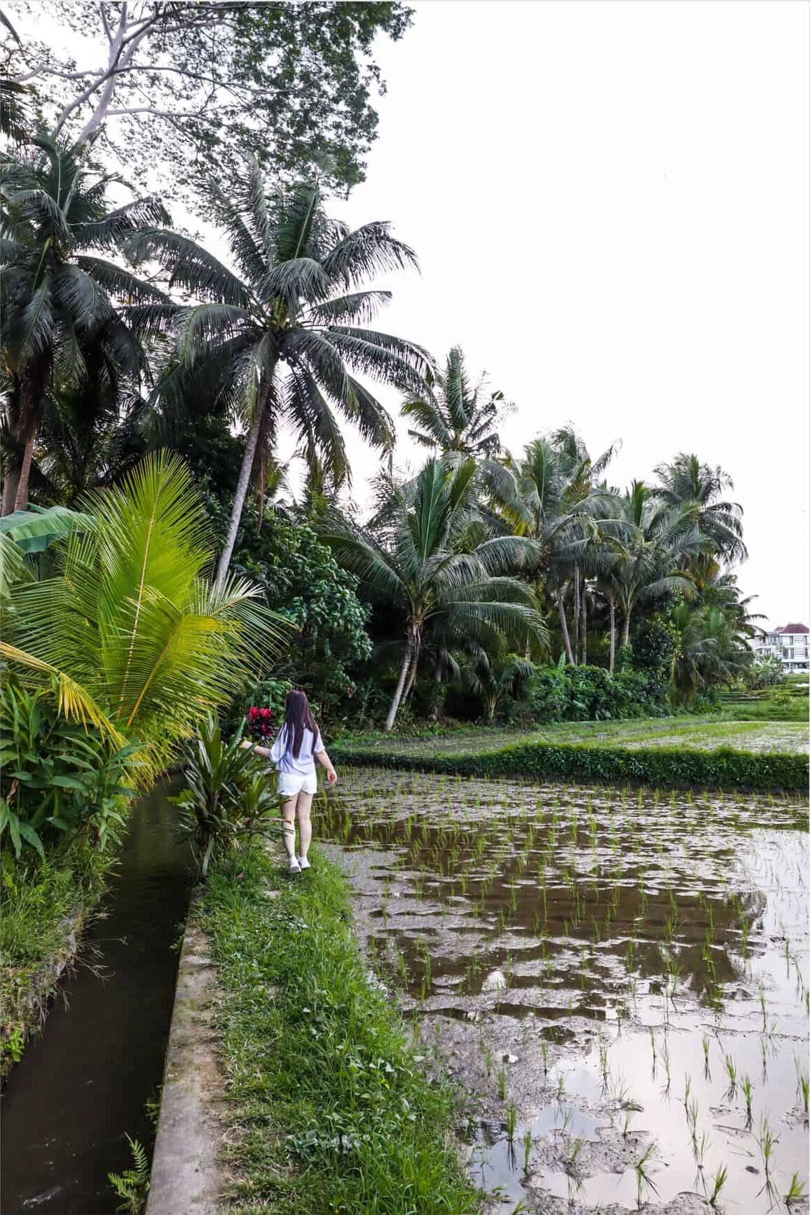 bali rice fields | rice paddy in bali | ubud rice fields | best rice terraces in bali