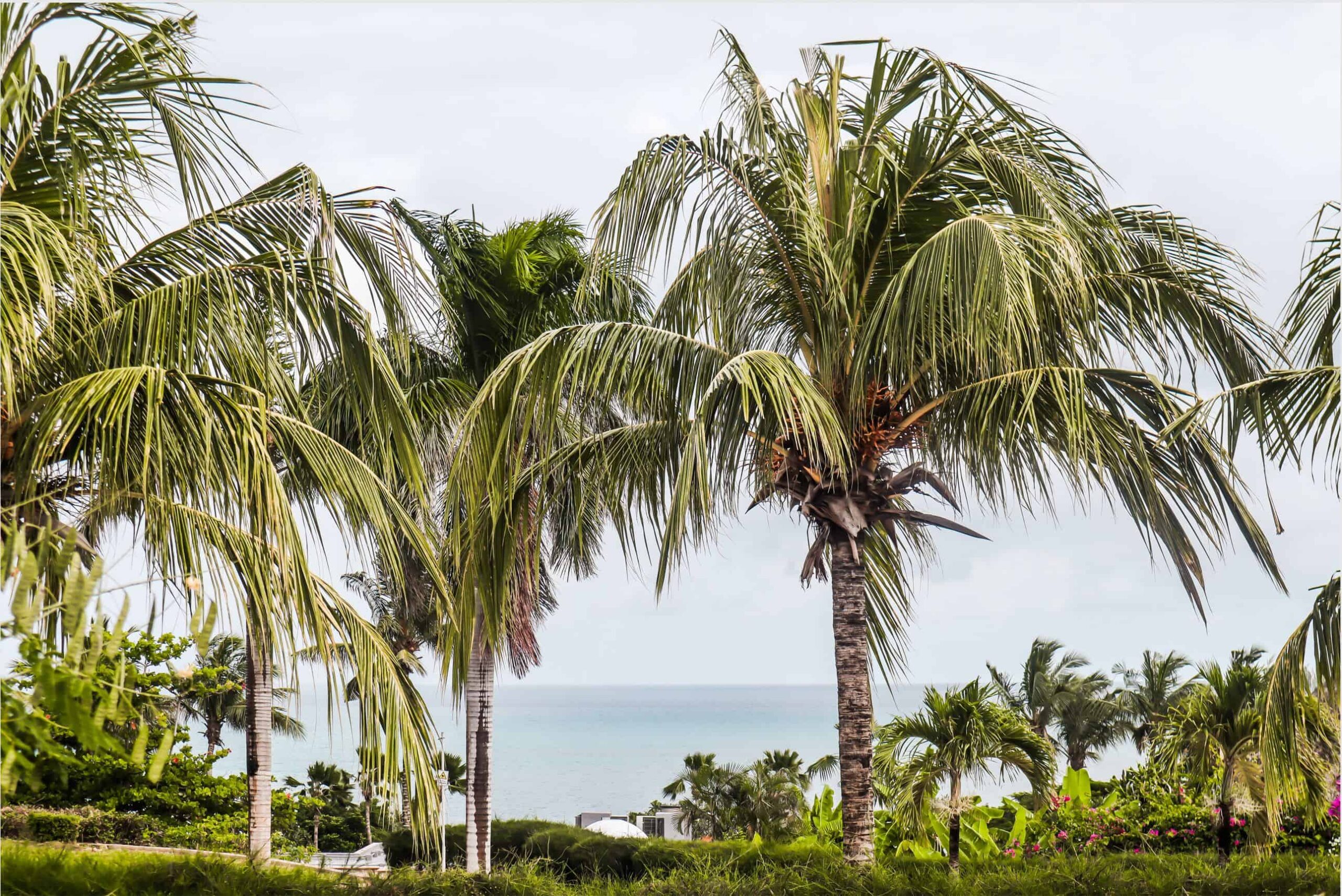 riu palace hotel zanzibar | review riu palace hotel zanzibar tanzania