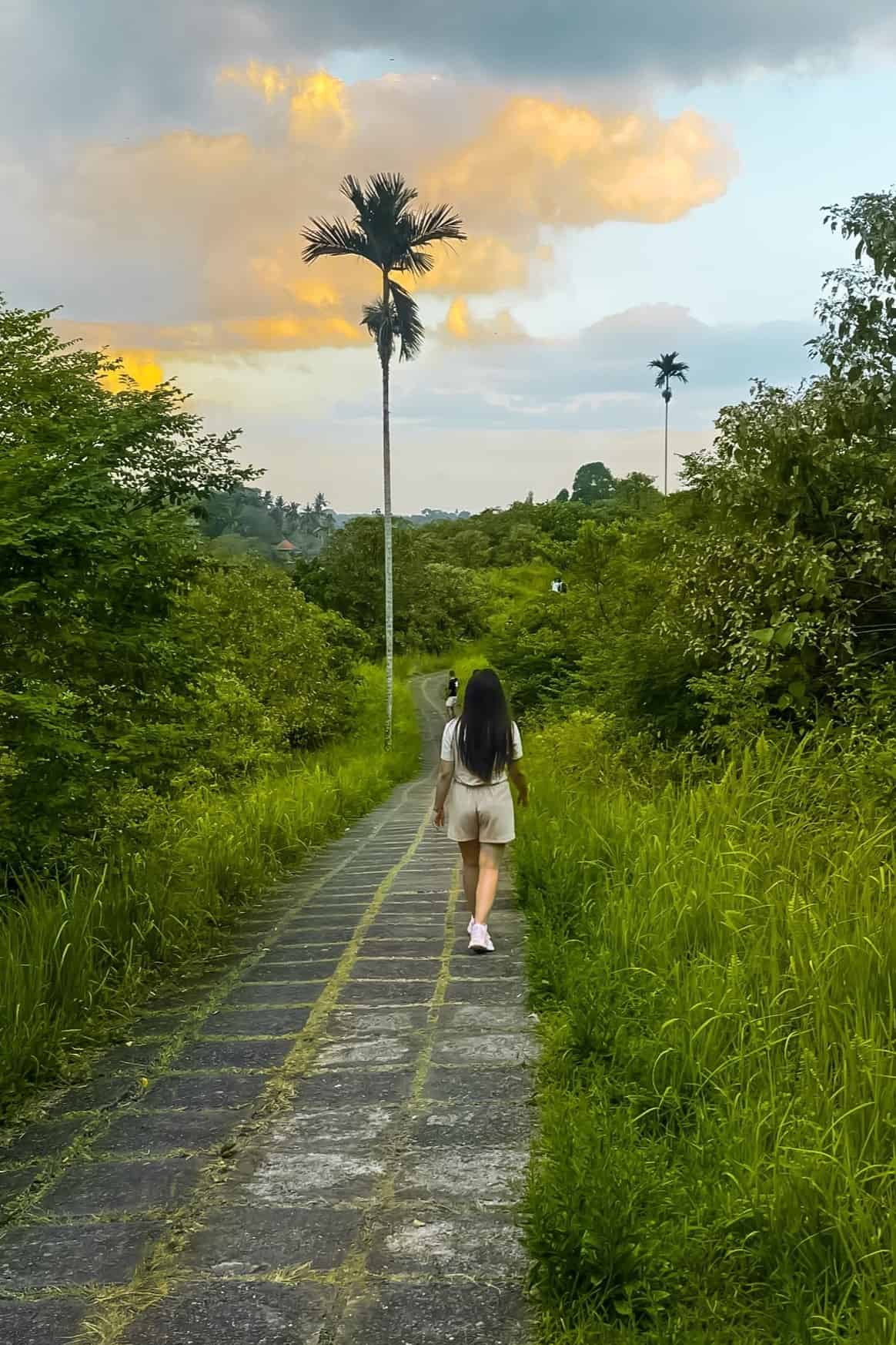 bali rice fields | bali rice paddies