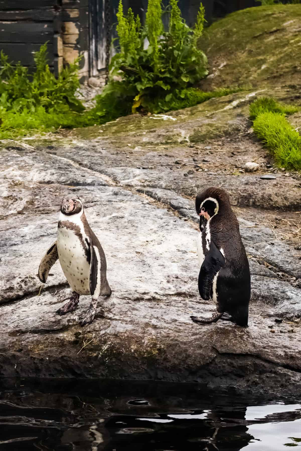 alesund aquarium | 10 day norway cruise | 10 day fjords cruise