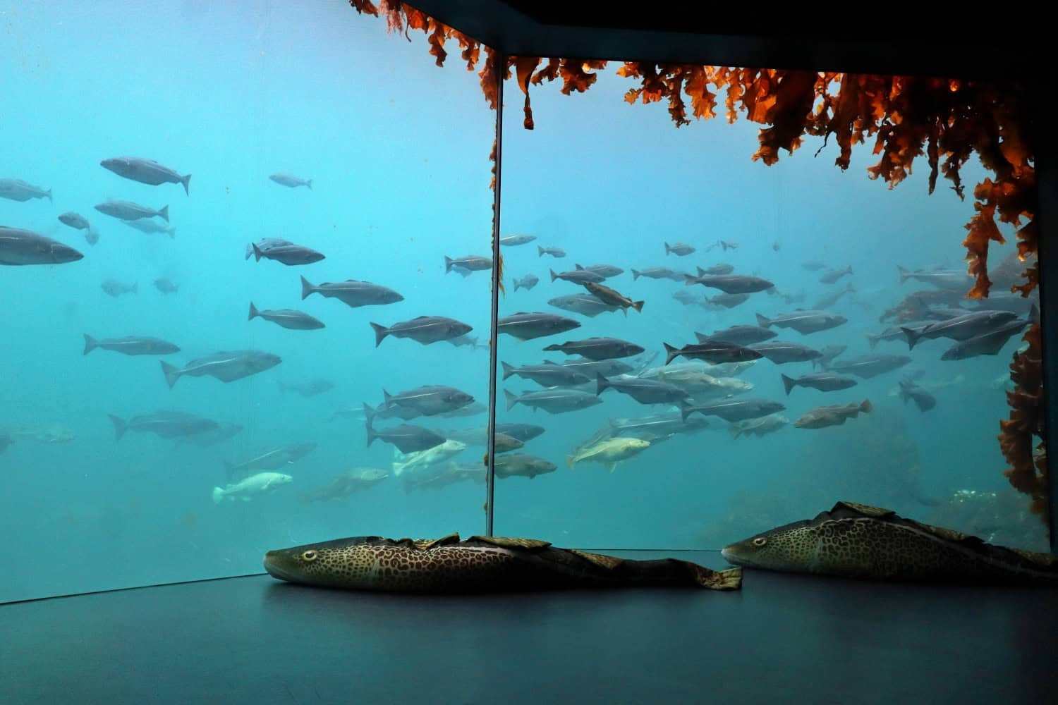 alesund norway | things to do in alesund norway | alesund aquarium | penguins in alesund norway